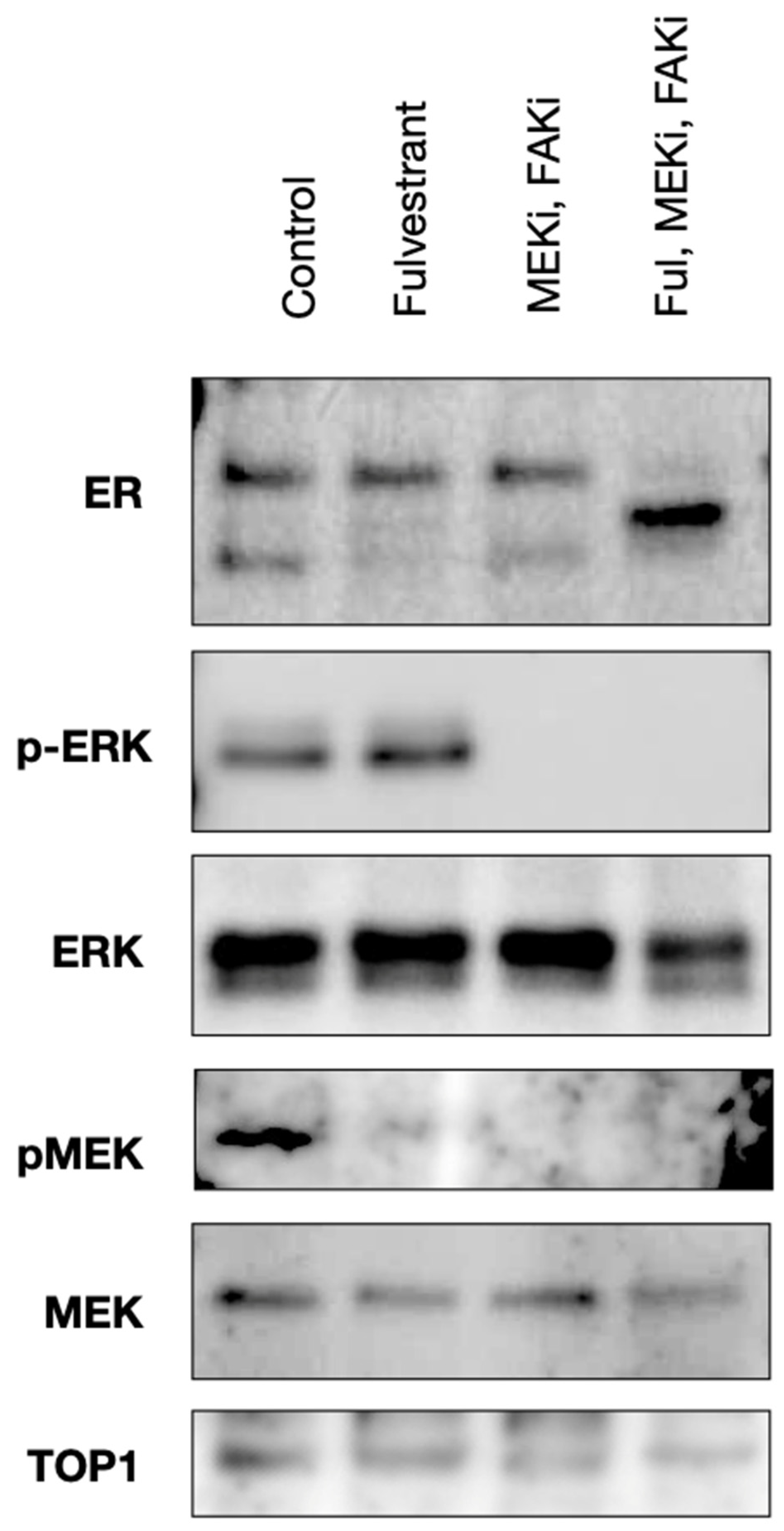 Ijms 26 08924 g003 Ijms 26 08924 g003
