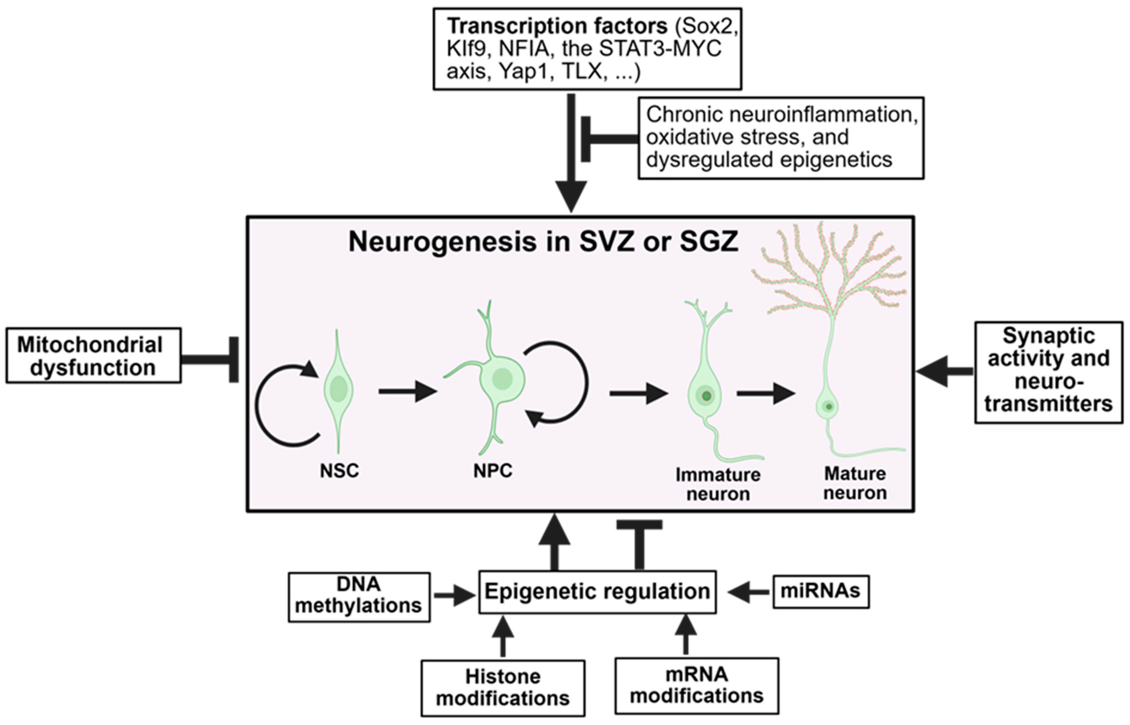 Ijms 26 08926 g001 Ijms 26 08926 g001