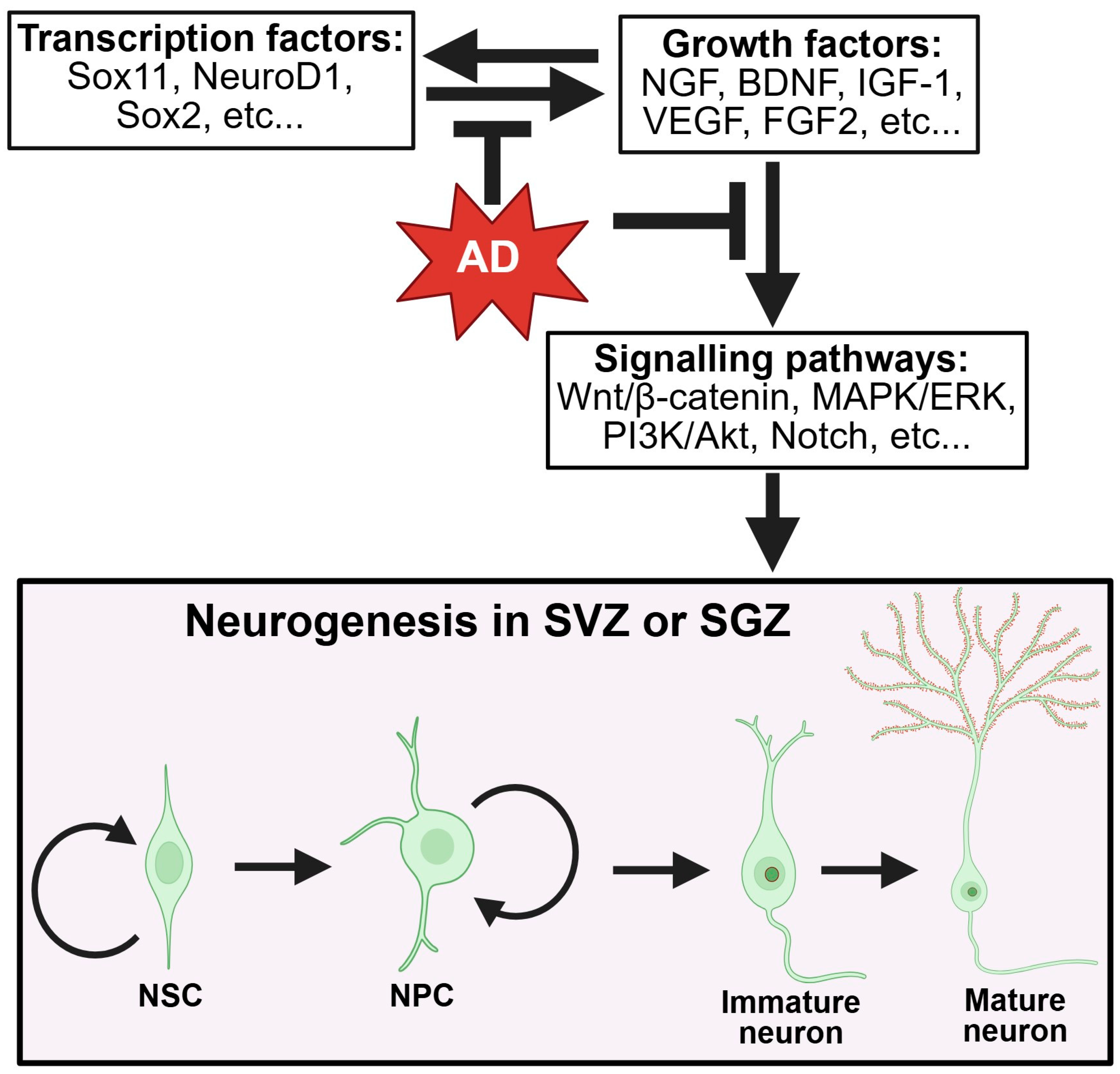 Ijms 26 08926 g002 Ijms 26 08926 g002