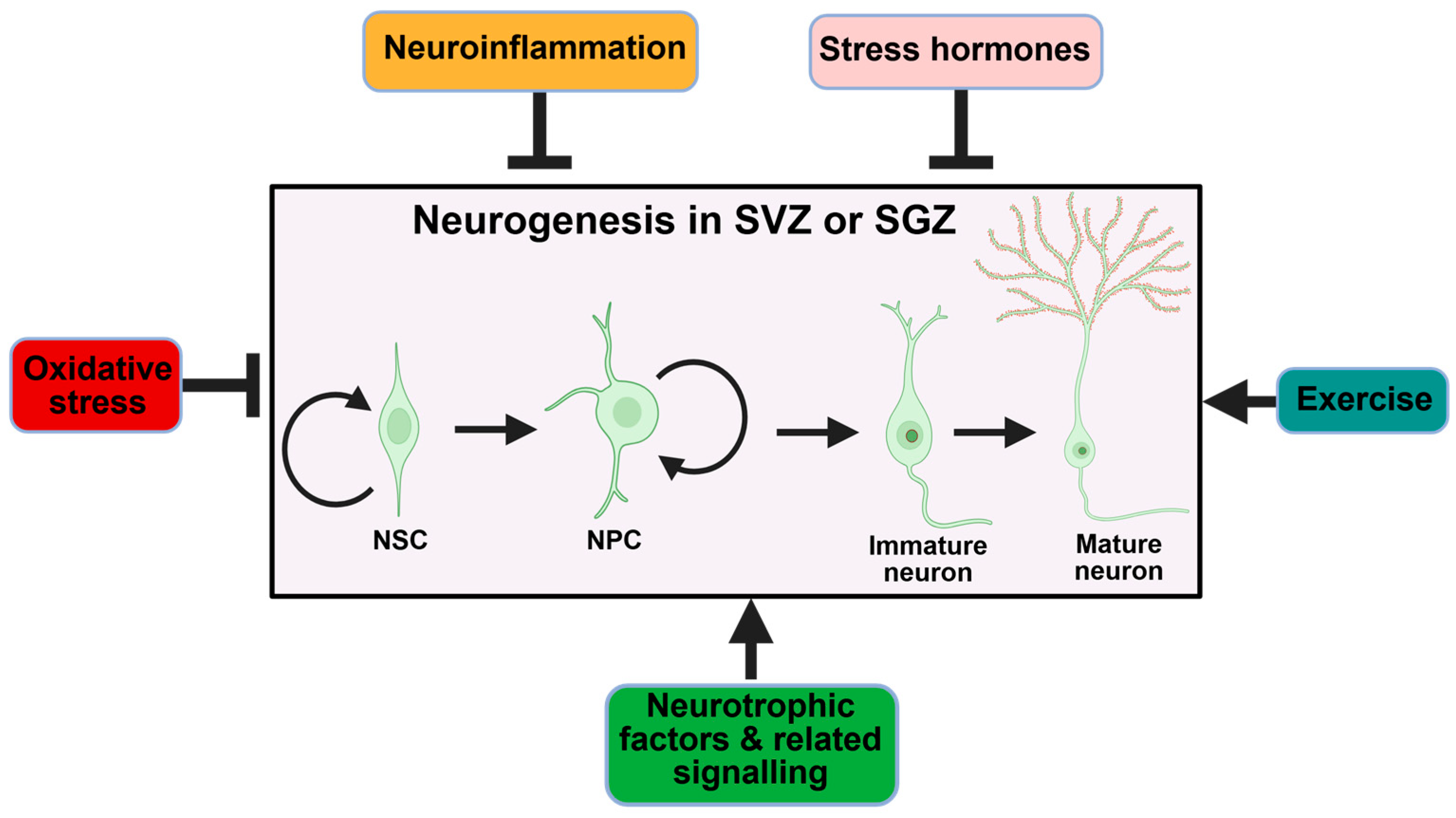 Ijms 26 08926 g003 Ijms 26 08926 g003