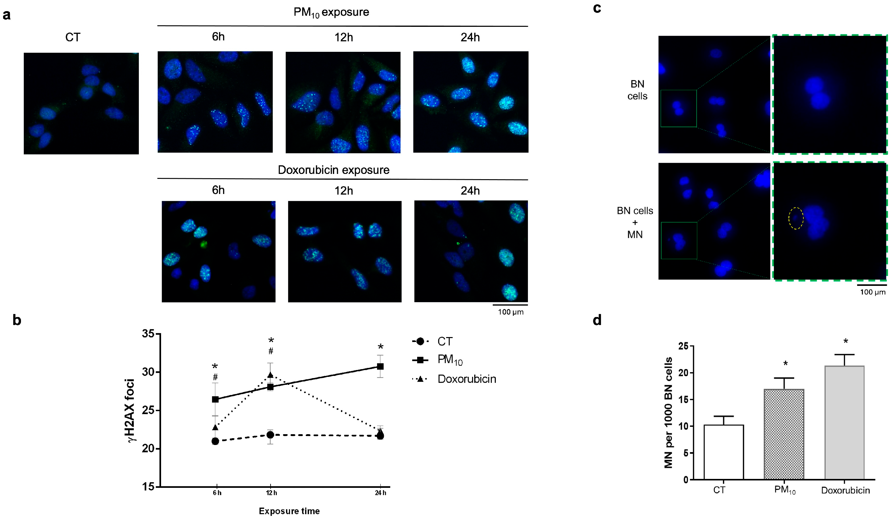 Ijms 26 08936 g001 Ijms 26 08936 g001