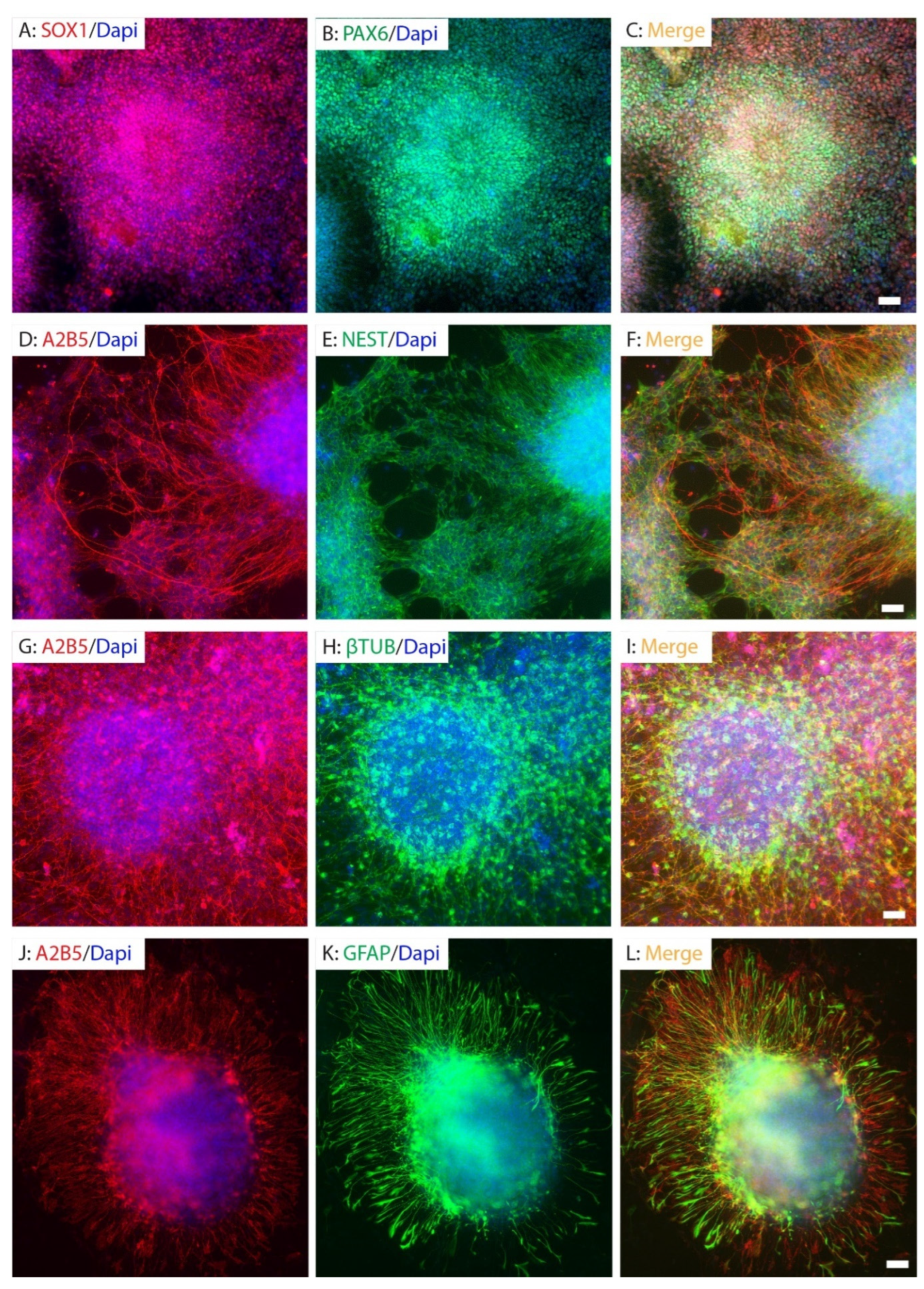 Ijms 26 08940 g001 Ijms 26 08940 g001