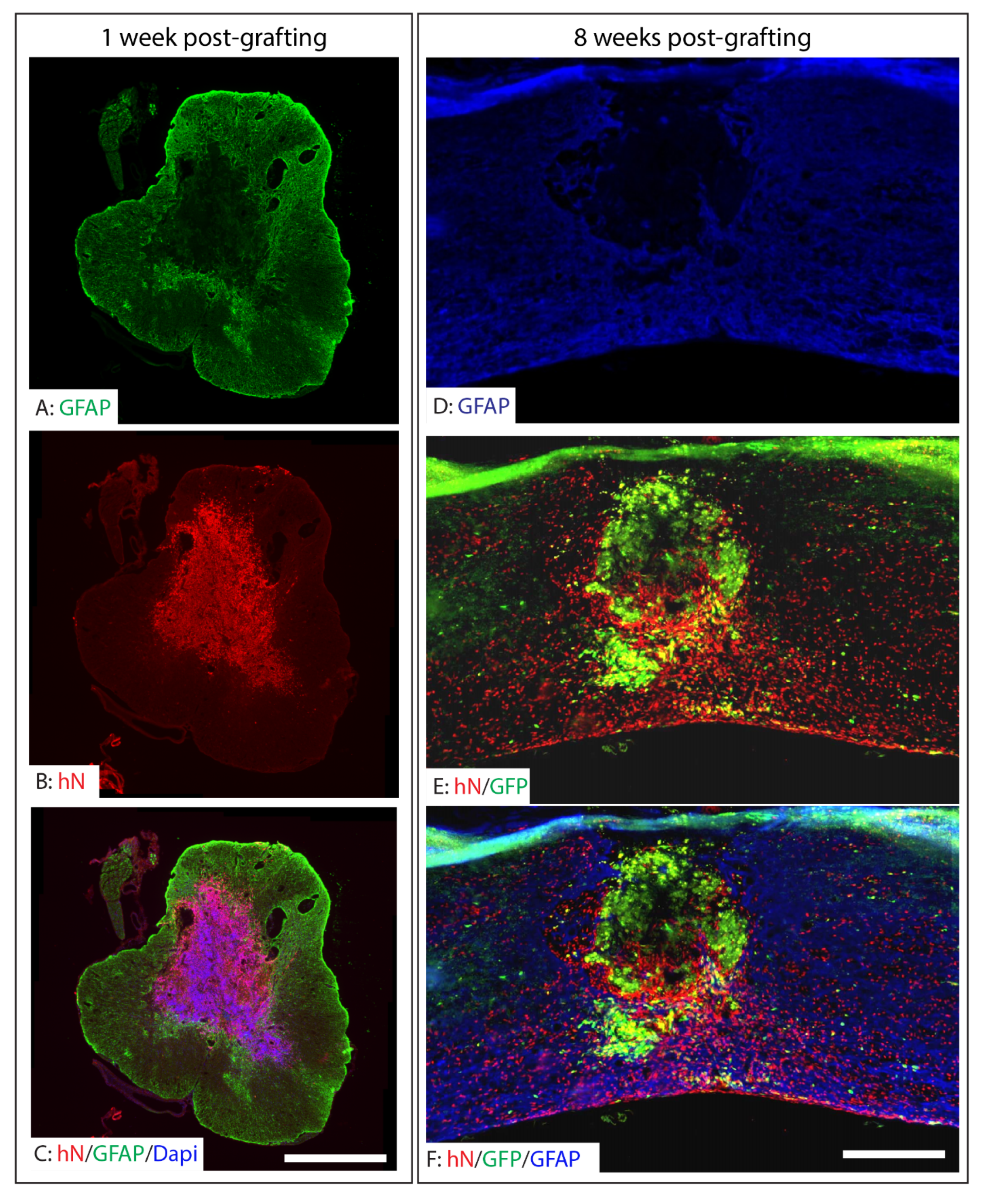 Ijms 26 08940 g003 Ijms 26 08940 g003
