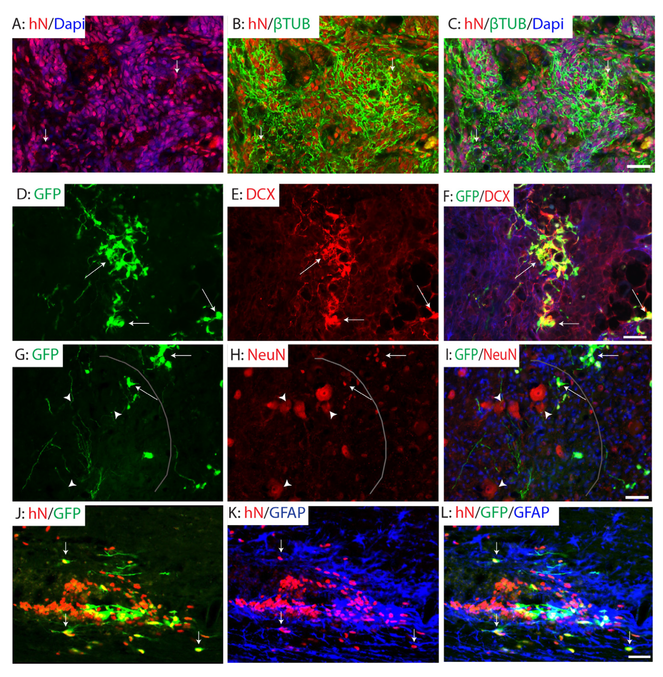 Ijms 26 08940 g004 Ijms 26 08940 g004