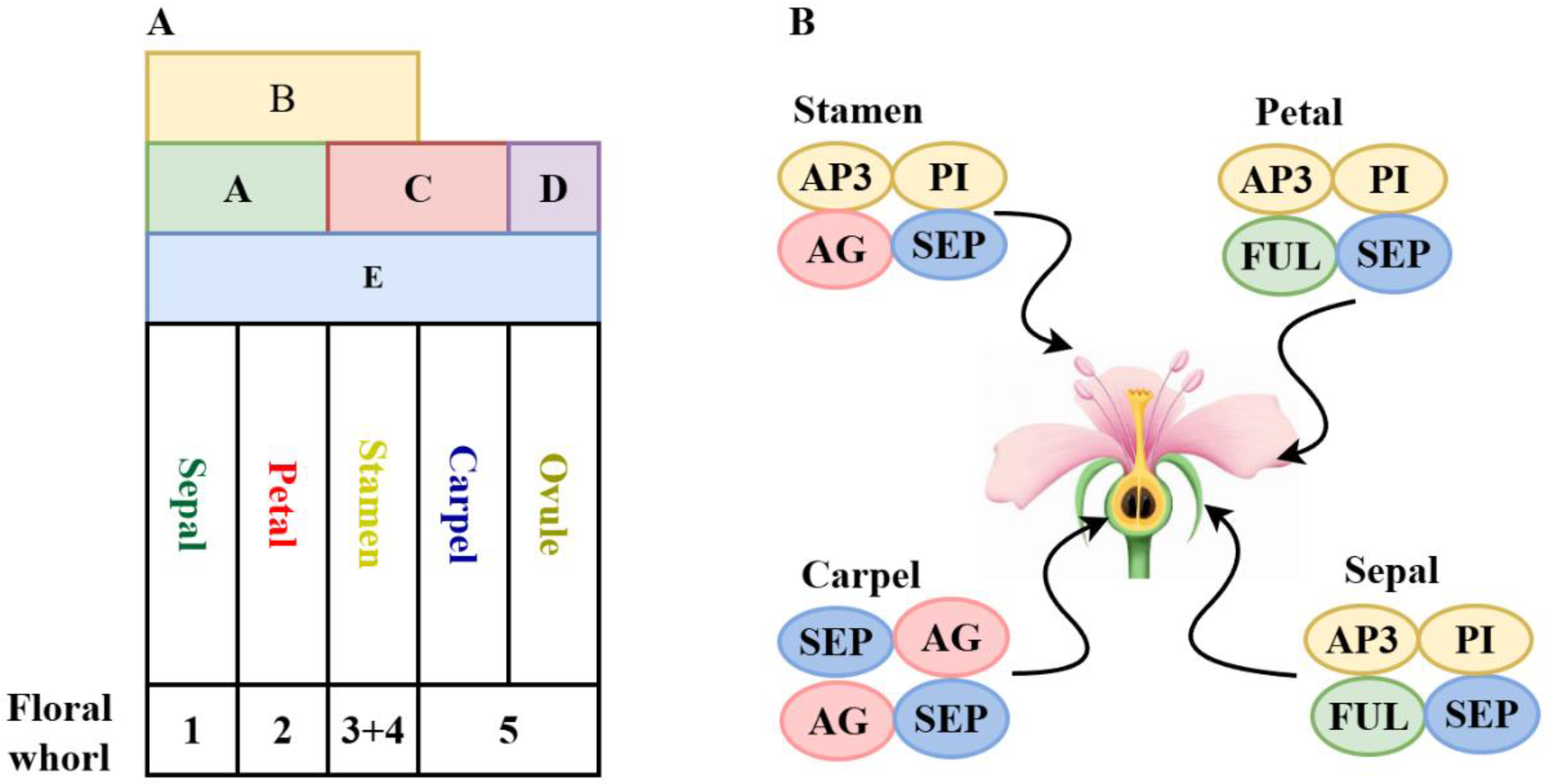 Ijms 26 08946 g003 Ijms 26 08946 g003