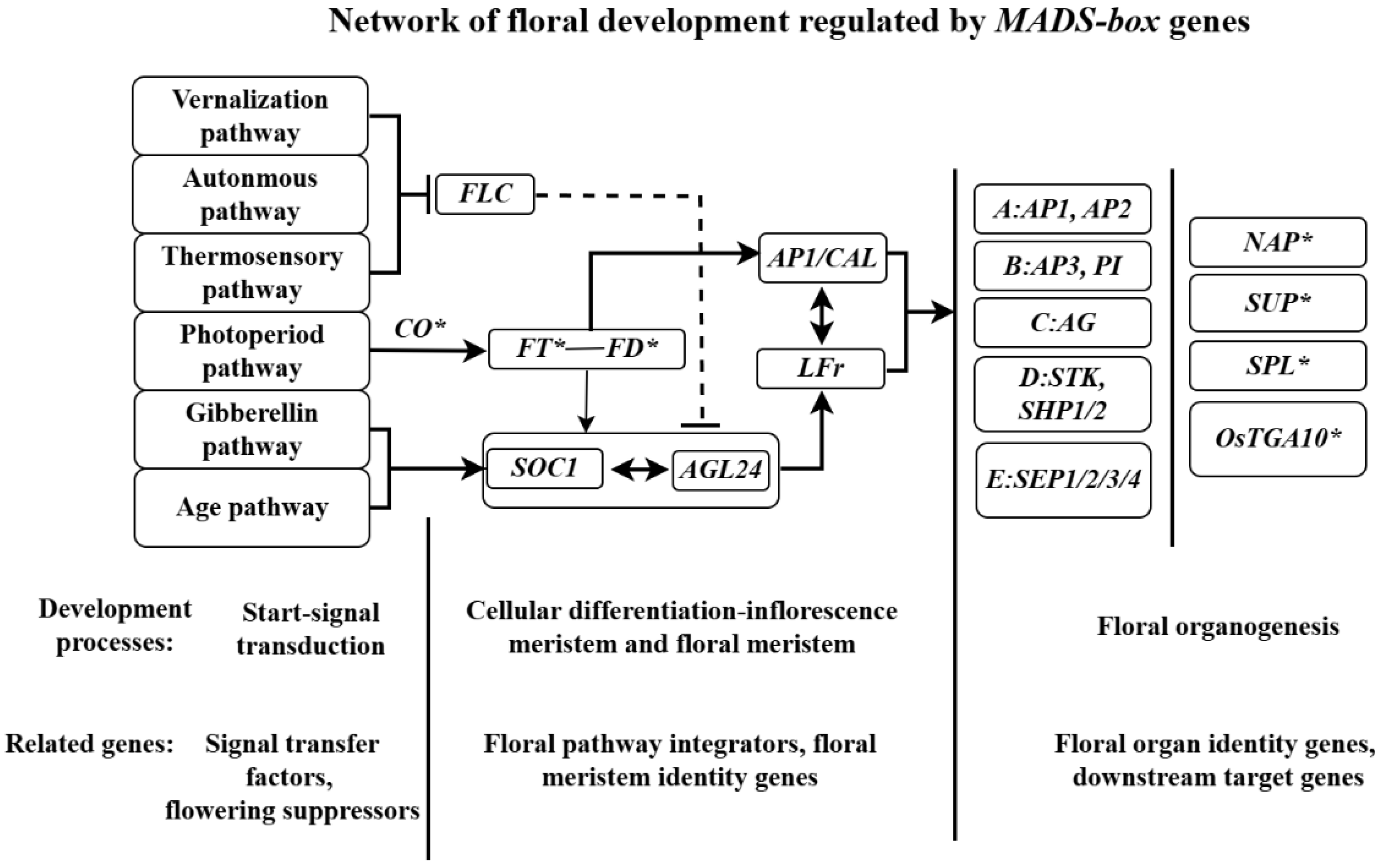 Ijms 26 08946 g004 Ijms 26 08946 g004