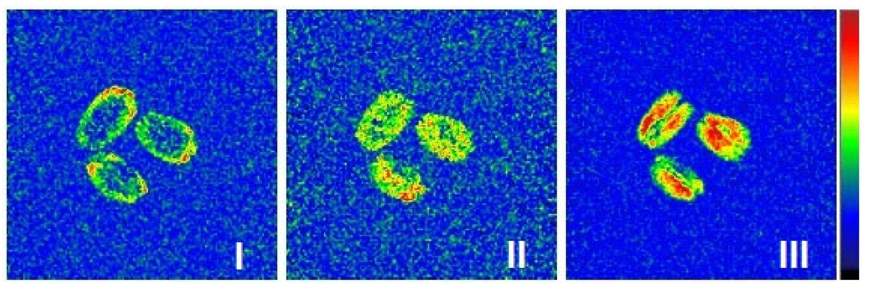 Ijms 26 08952 g012 Ijms 26 08952 g012