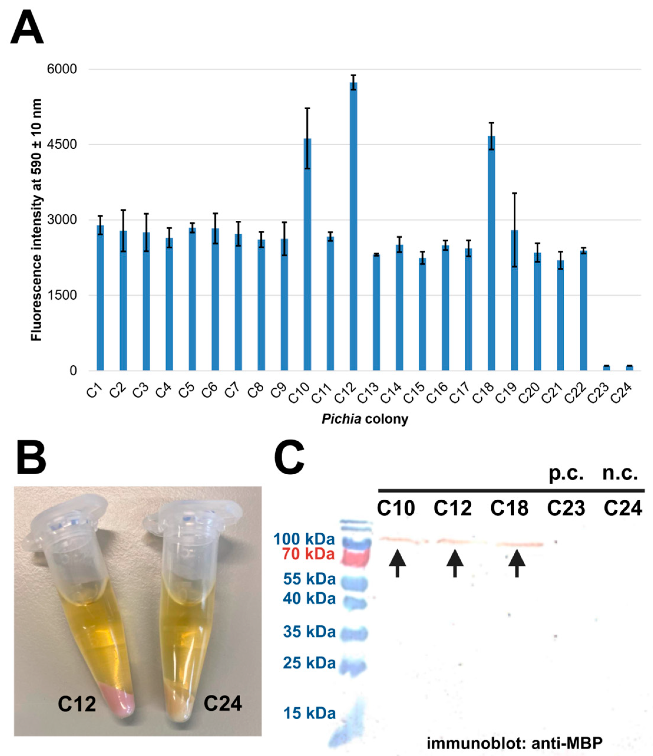 Ijms 26 08974 g002 Ijms 26 08974 g002