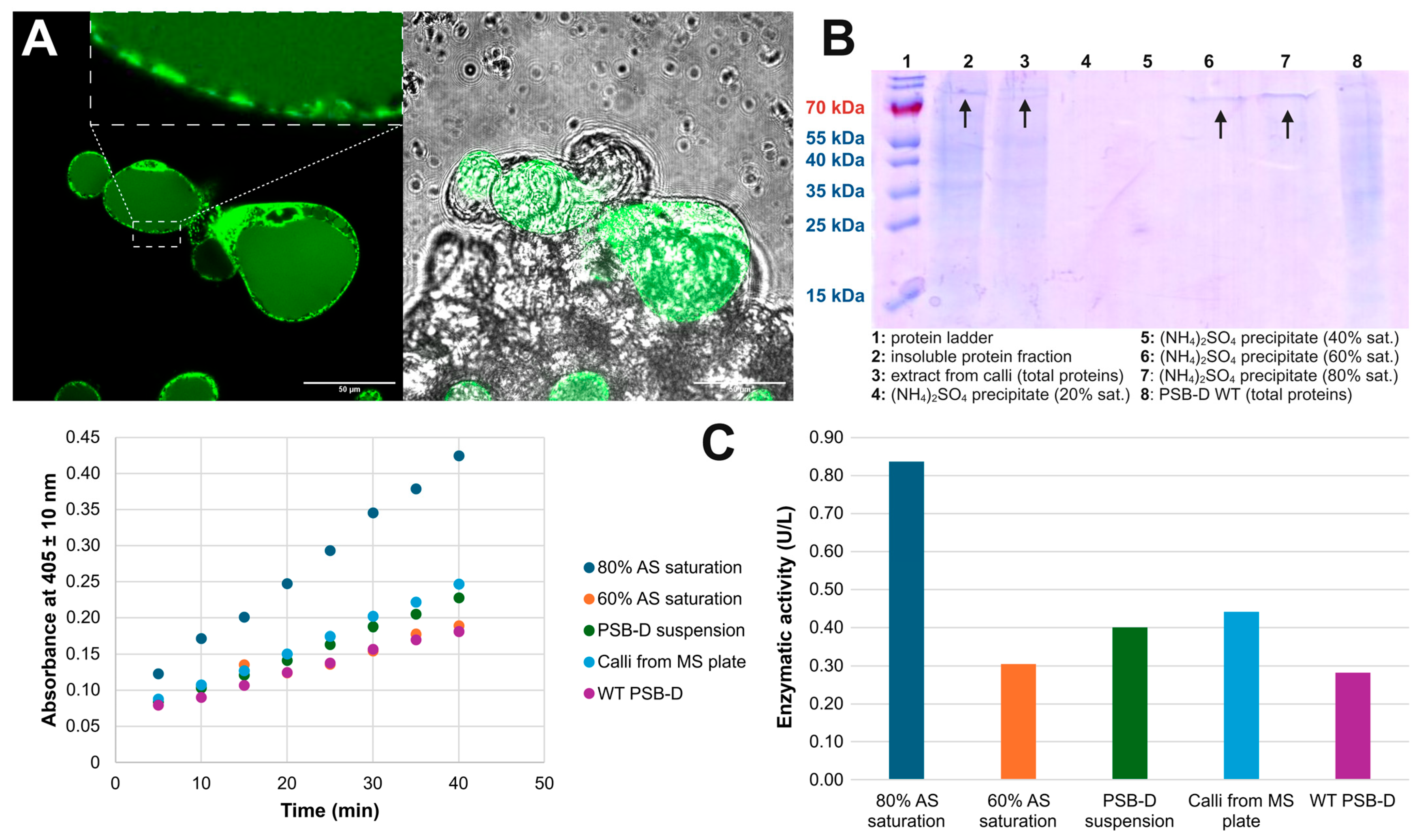 Ijms 26 08974 g003 Ijms 26 08974 g003