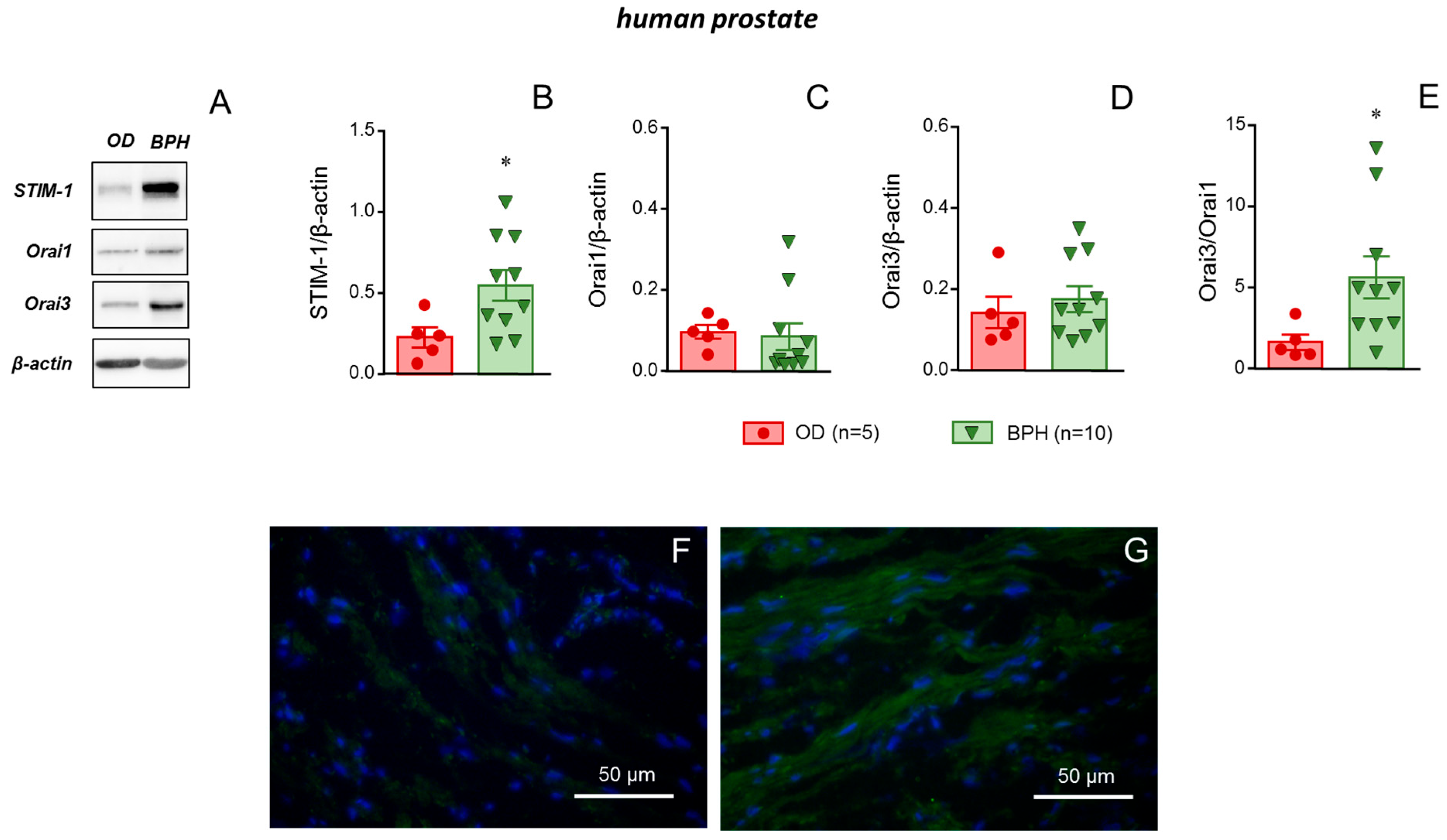 Ijms 26 08985 g006 Ijms 26 08985 g006