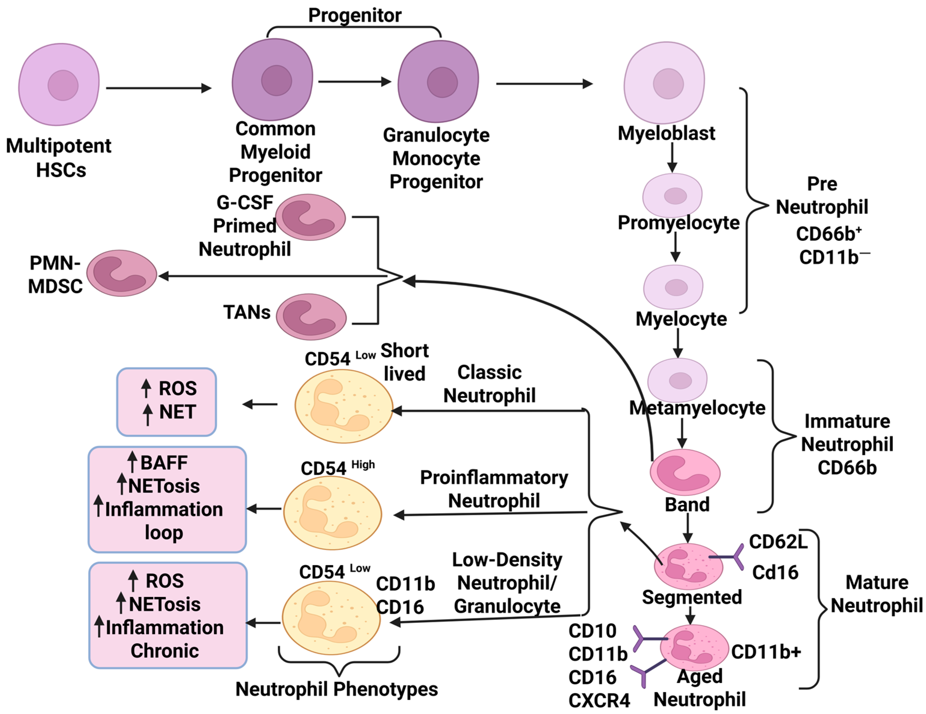 Ijms 26 09040 g001 Ijms 26 09040 g001