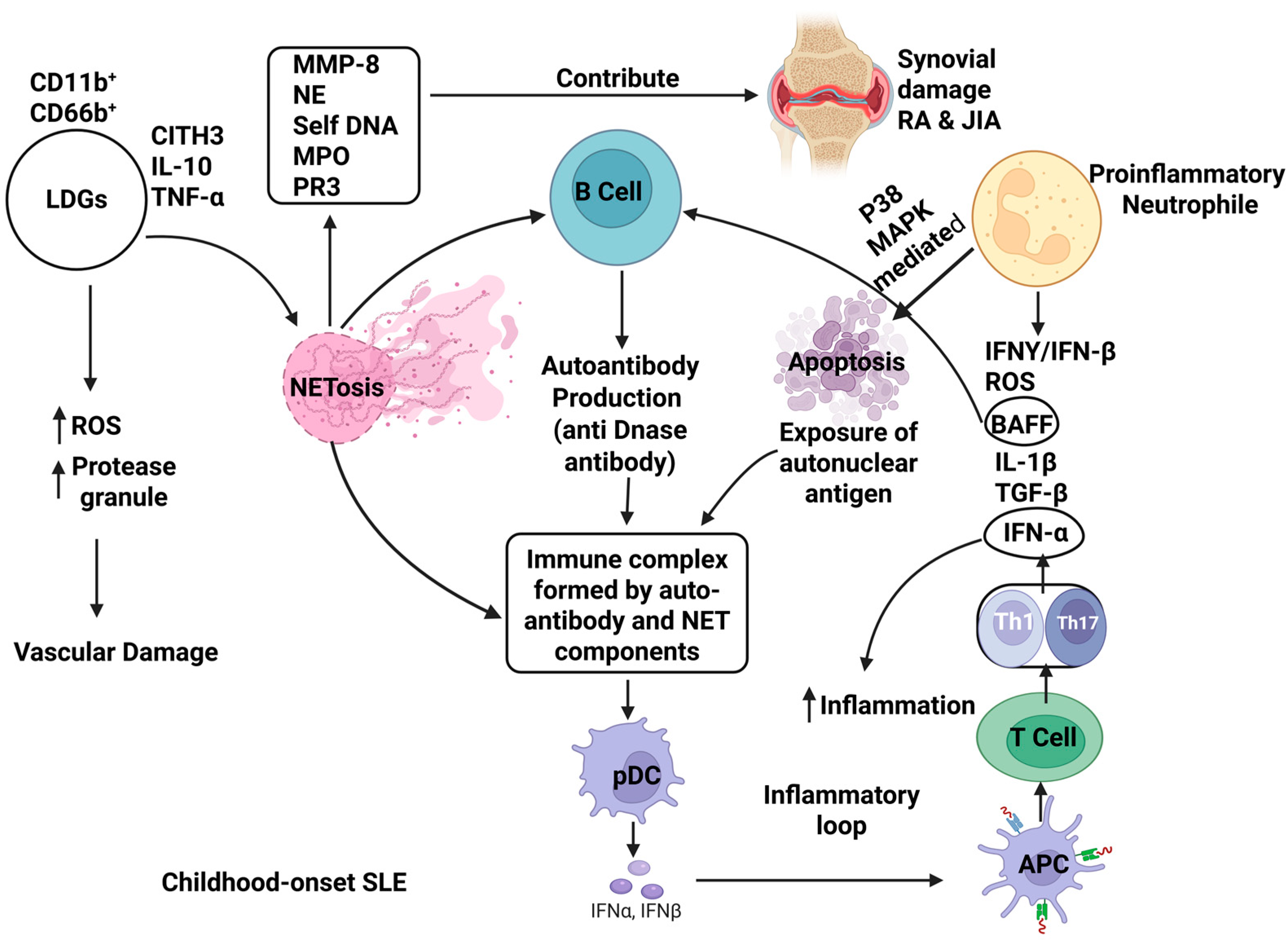 Ijms 26 09040 g002 Ijms 26 09040 g002