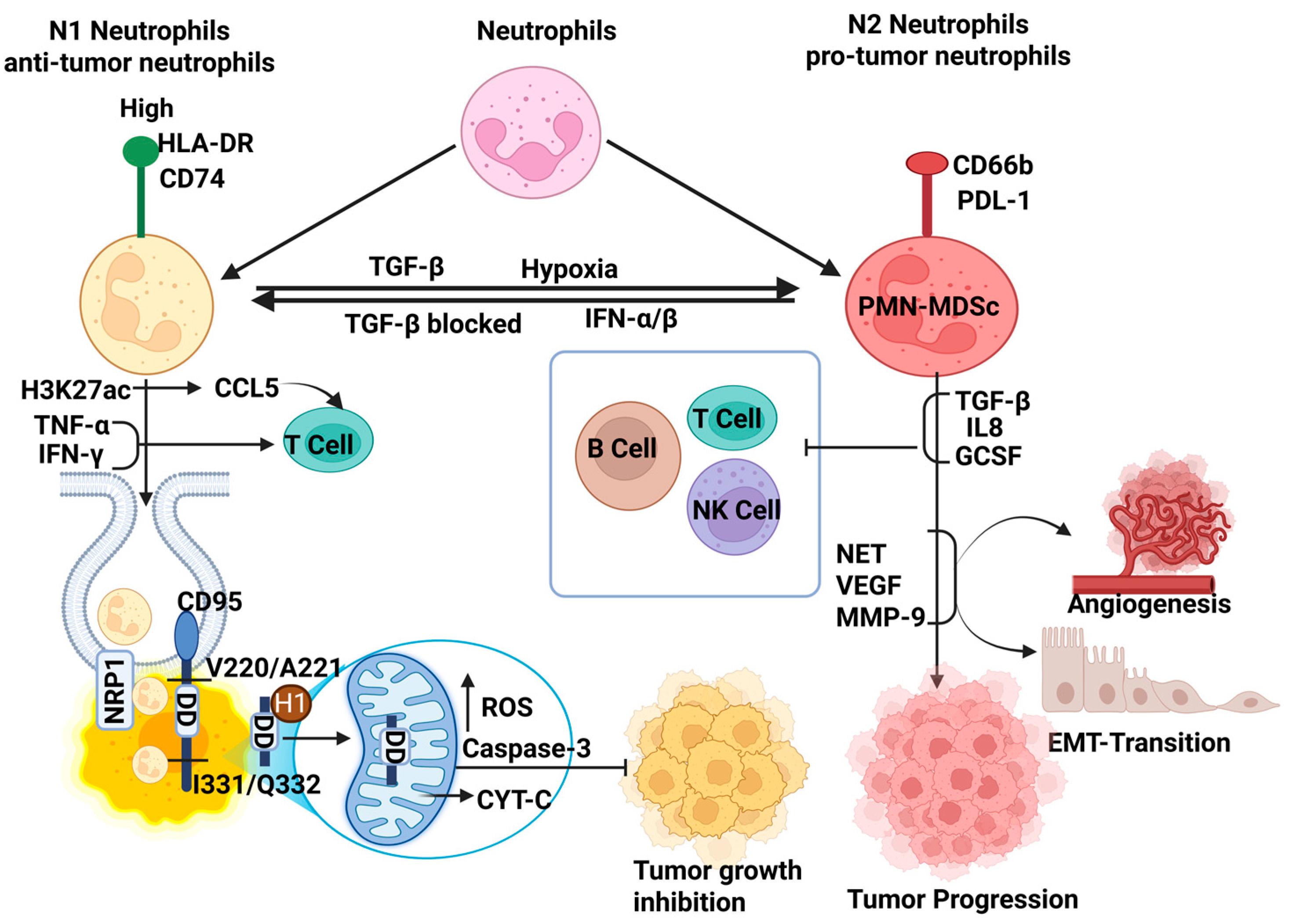 Ijms 26 09040 g003 Ijms 26 09040 g003