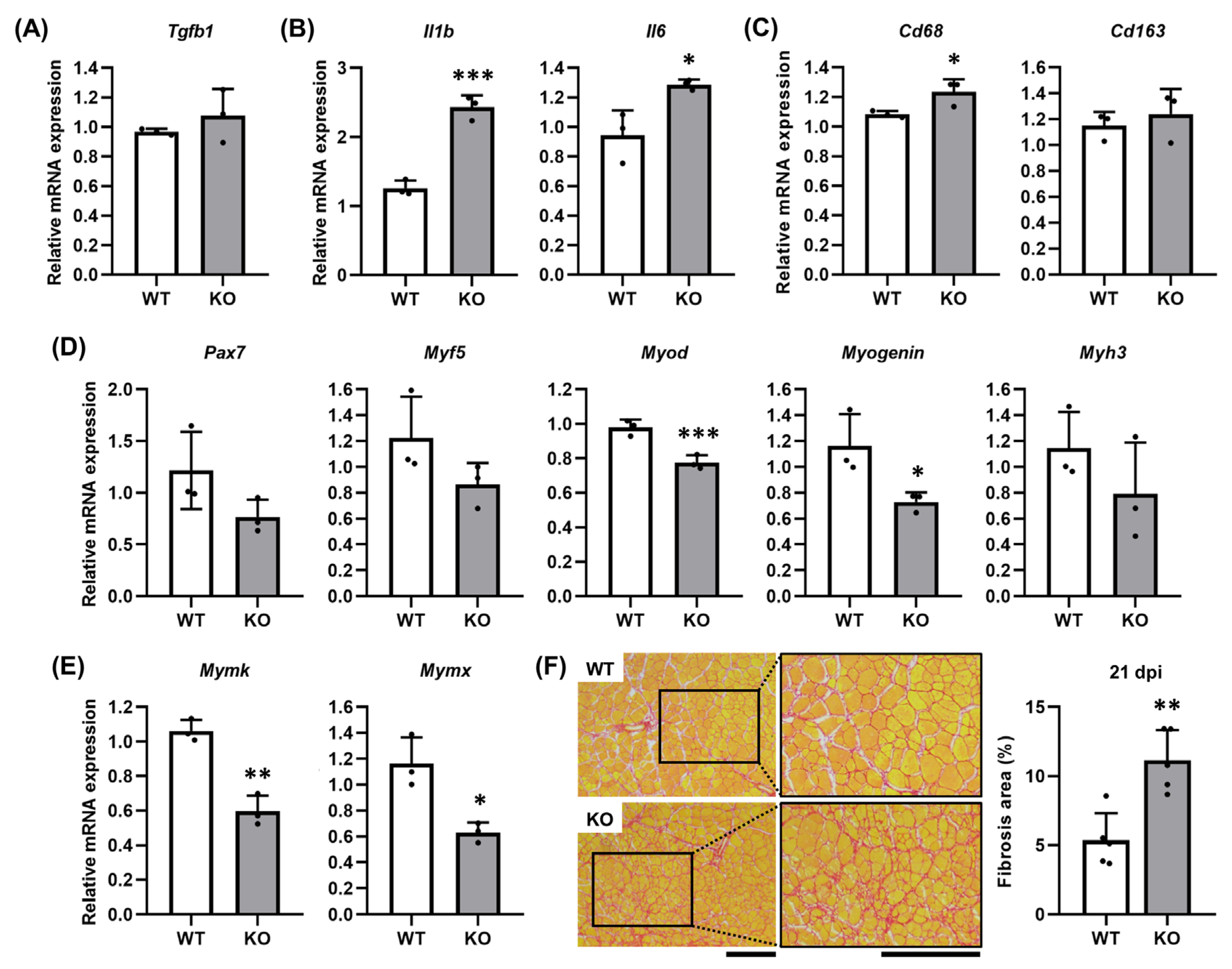 Ijms 26 09042 g005 Ijms 26 09042 g005