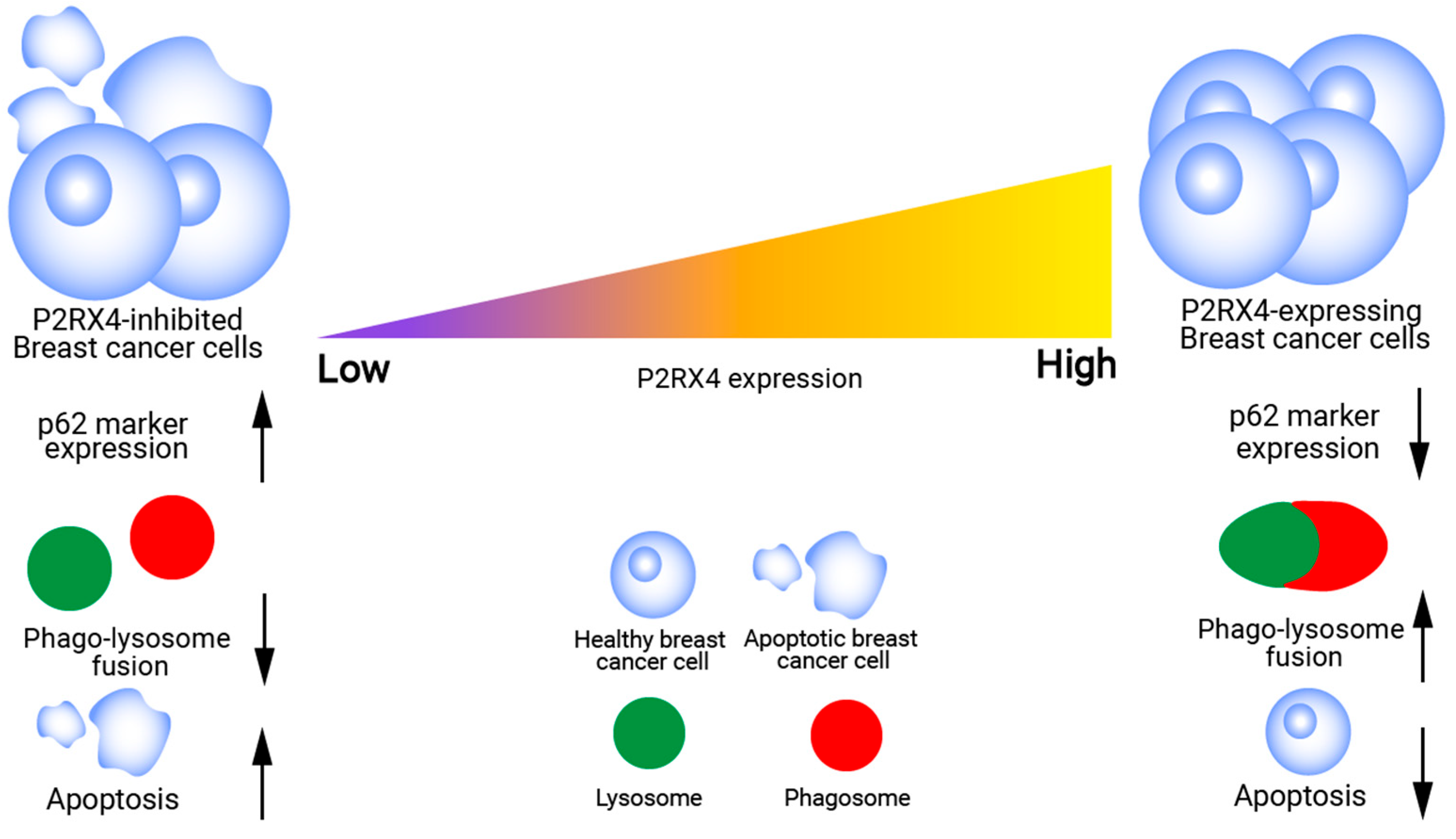 Ijms 26 09043 g003 Ijms 26 09043 g003