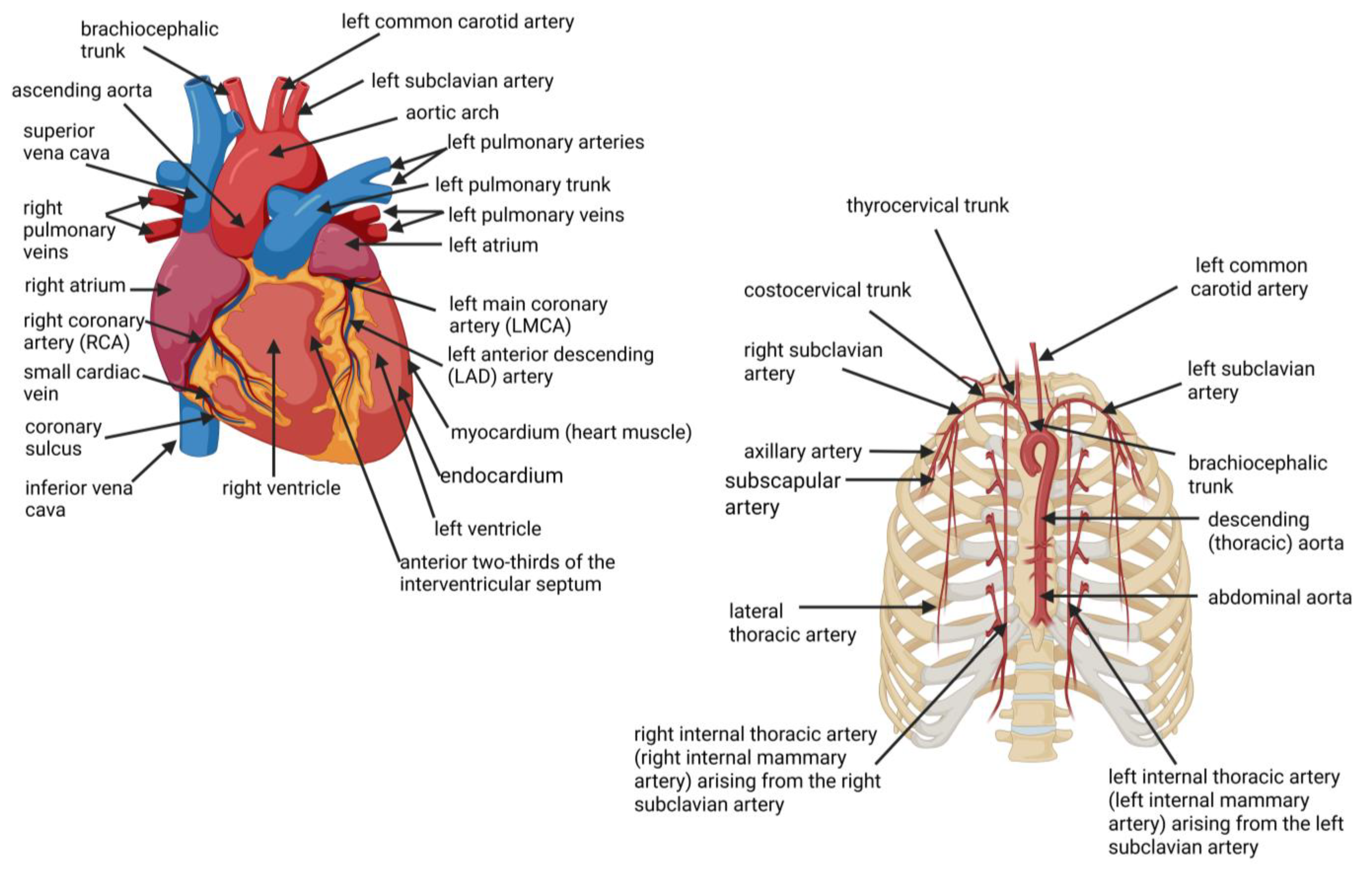 Ijms 26 09052 g001 Ijms 26 09052 g001