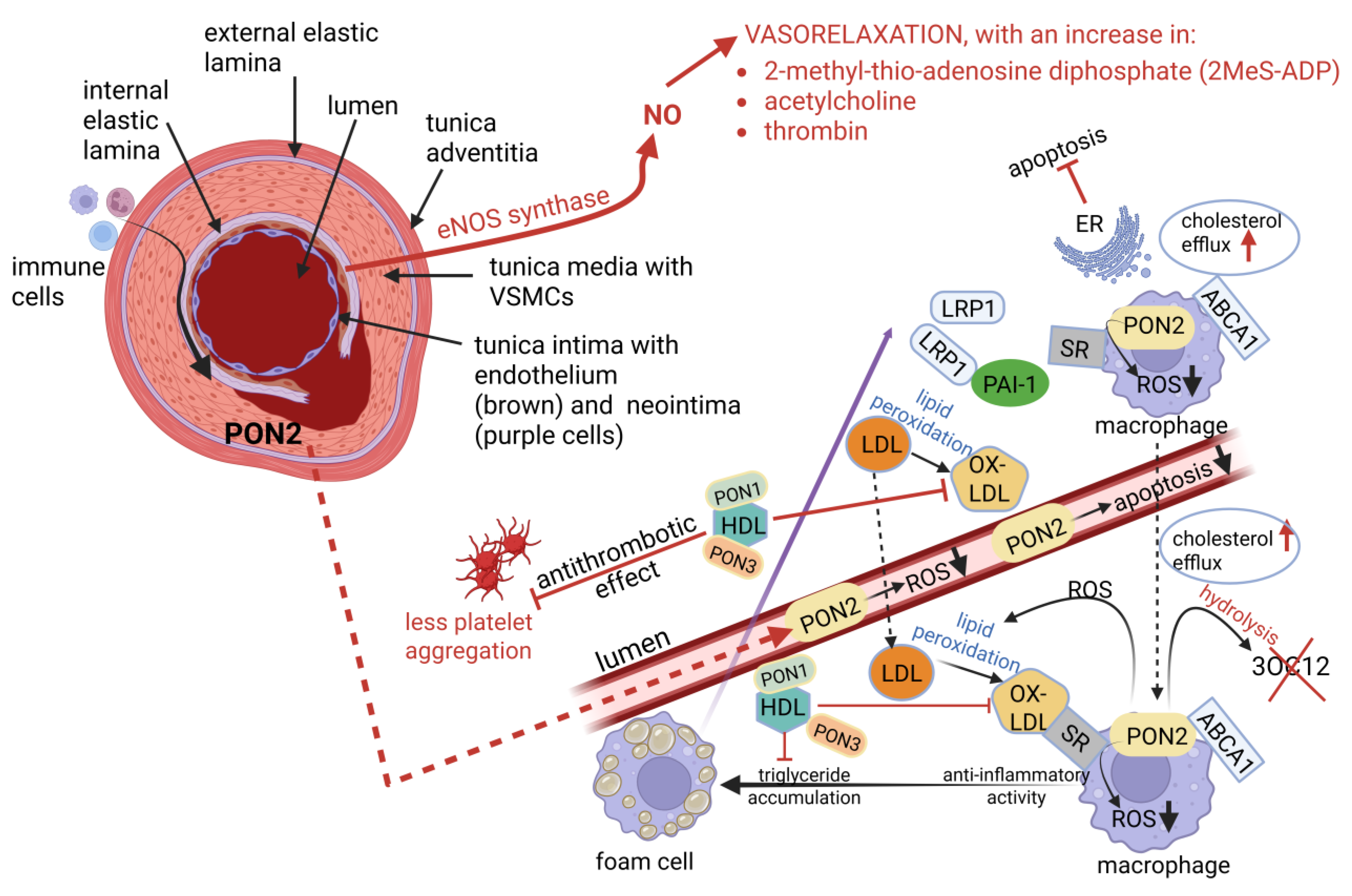 Ijms 26 09052 g003 Ijms 26 09052 g003