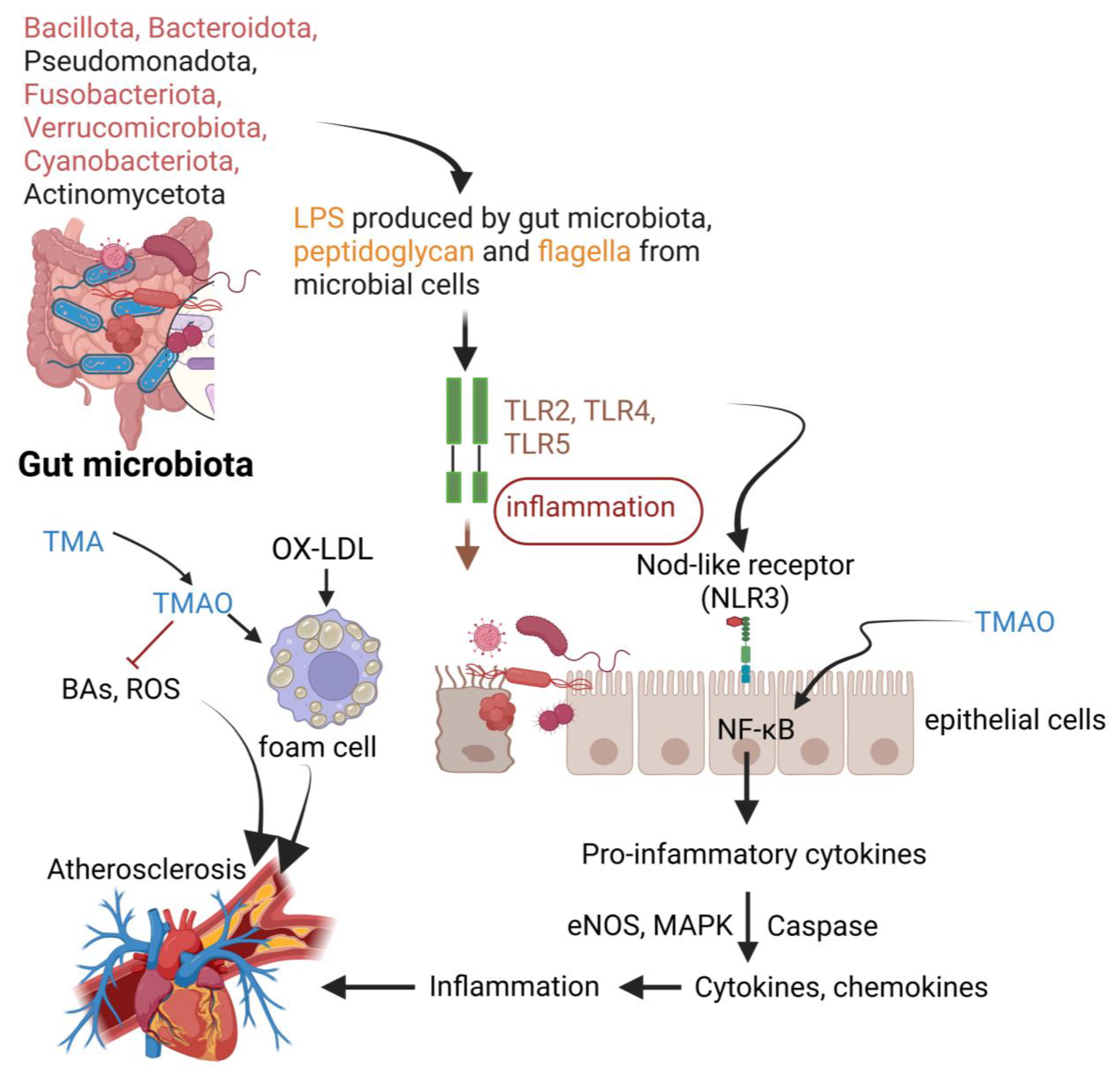 Ijms 26 09052 g004 Ijms 26 09052 g004