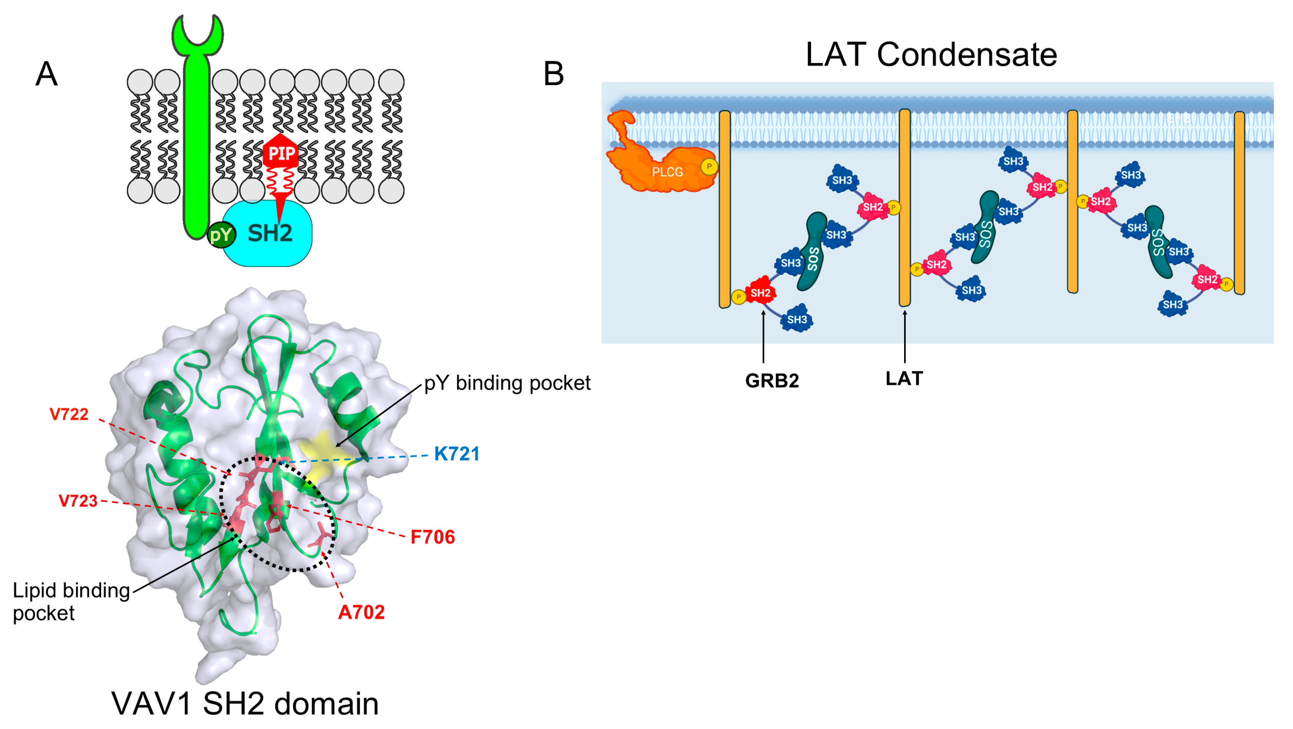 Ijms 26 09060 g002 Ijms 26 09060 g002