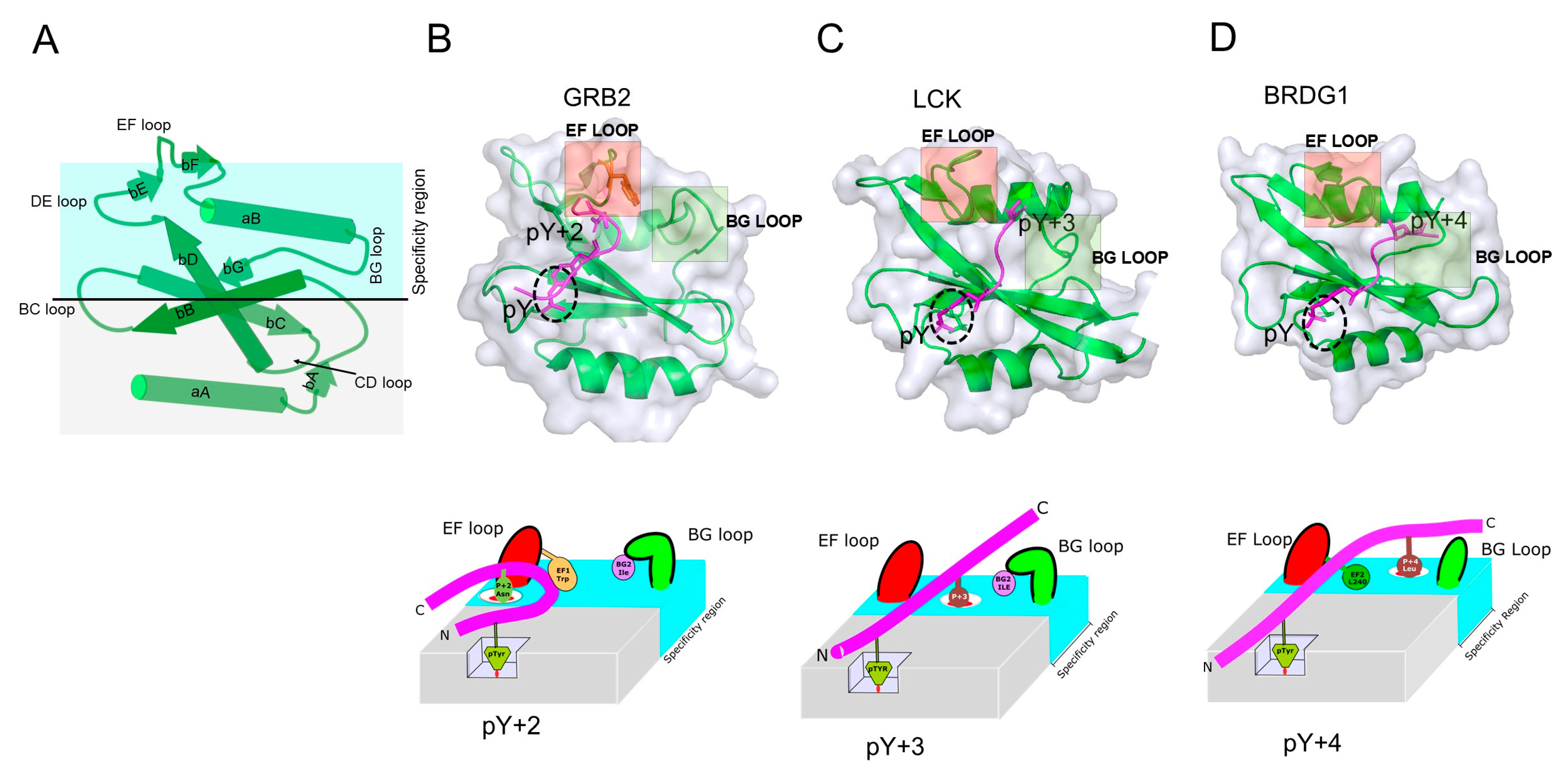 Ijms 26 09060 g003 Ijms 26 09060 g003
