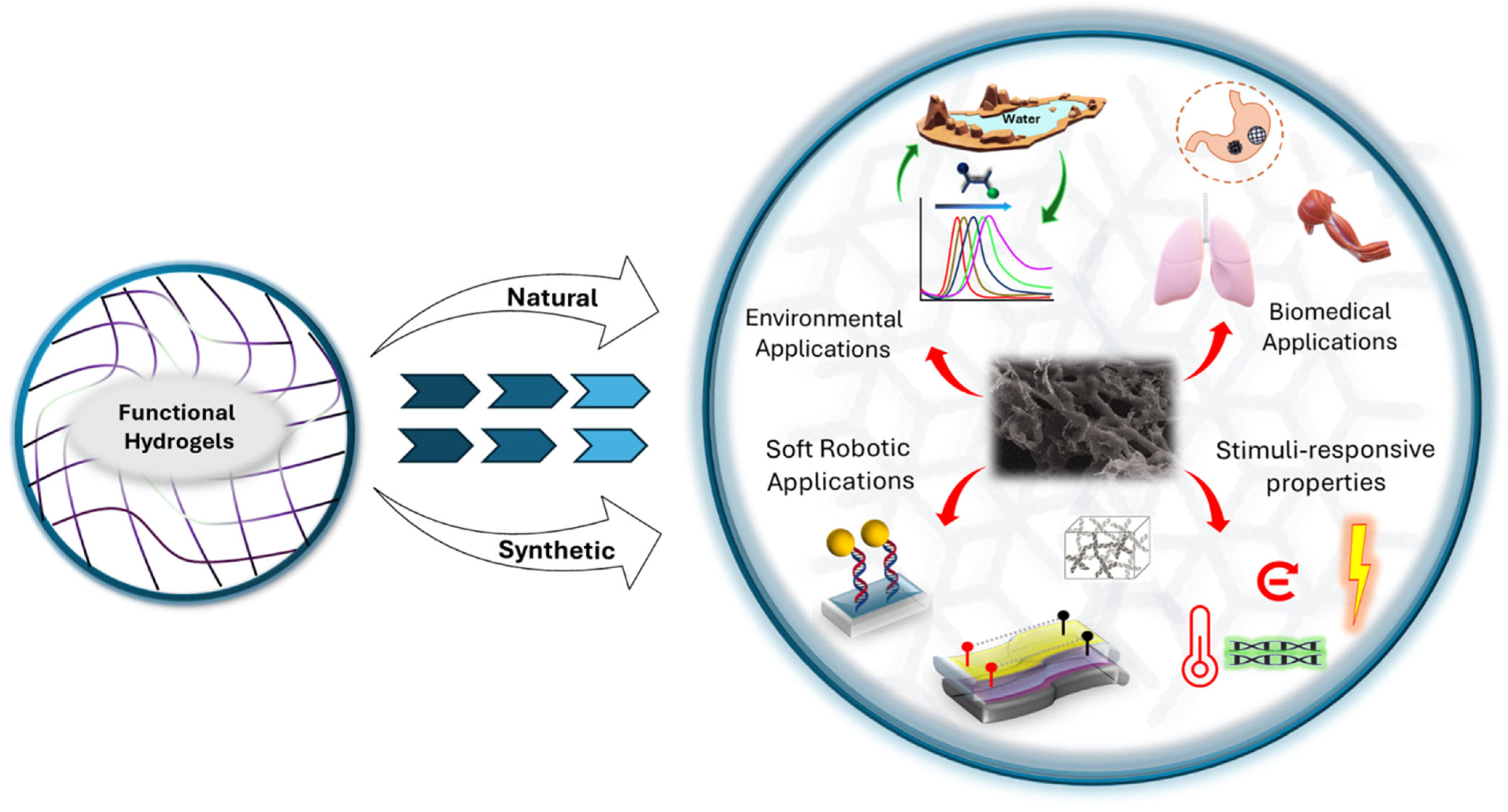 Ijms 26 09066 g001 Ijms 26 09066 g001