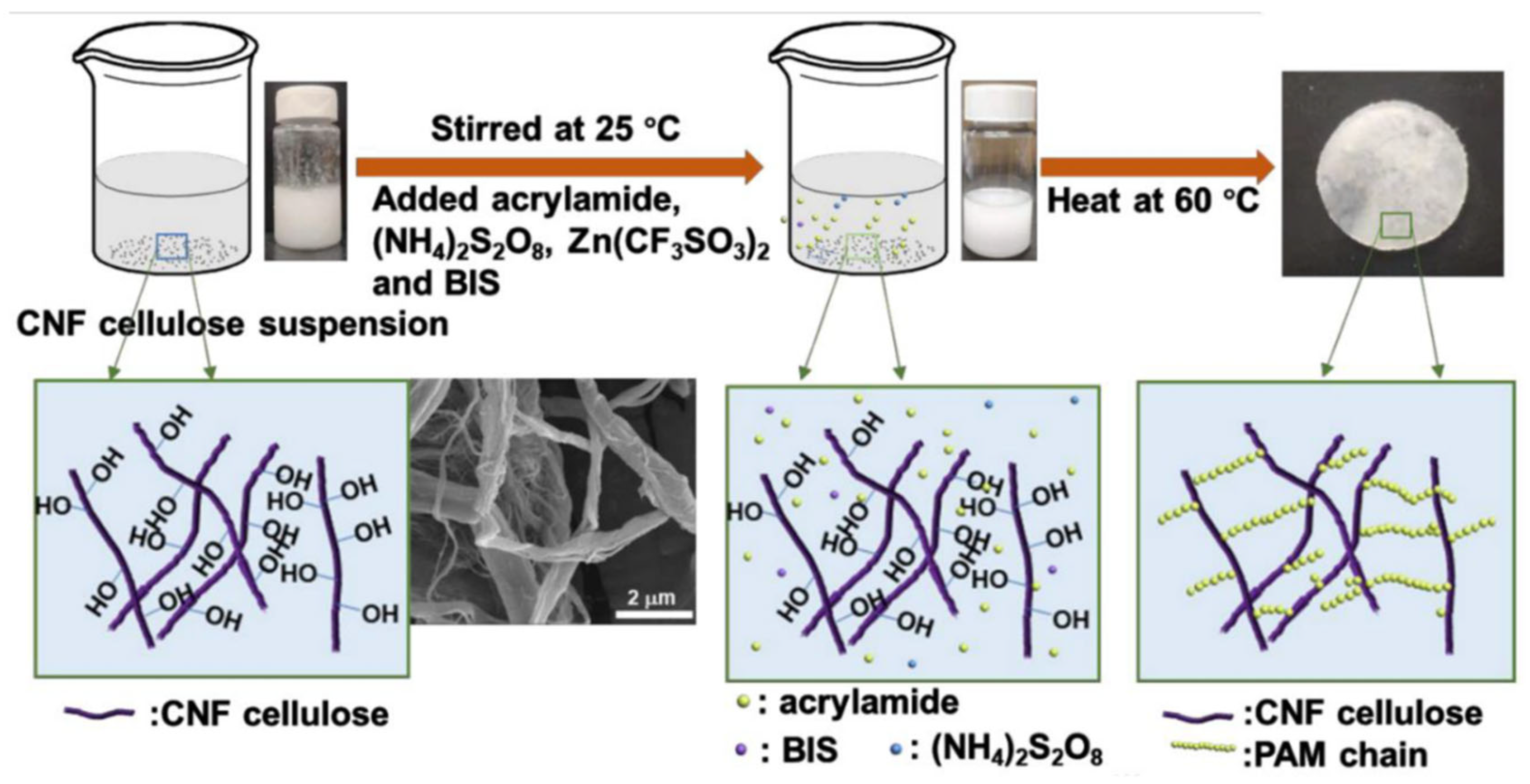 Ijms 26 09066 g004 Ijms 26 09066 g004