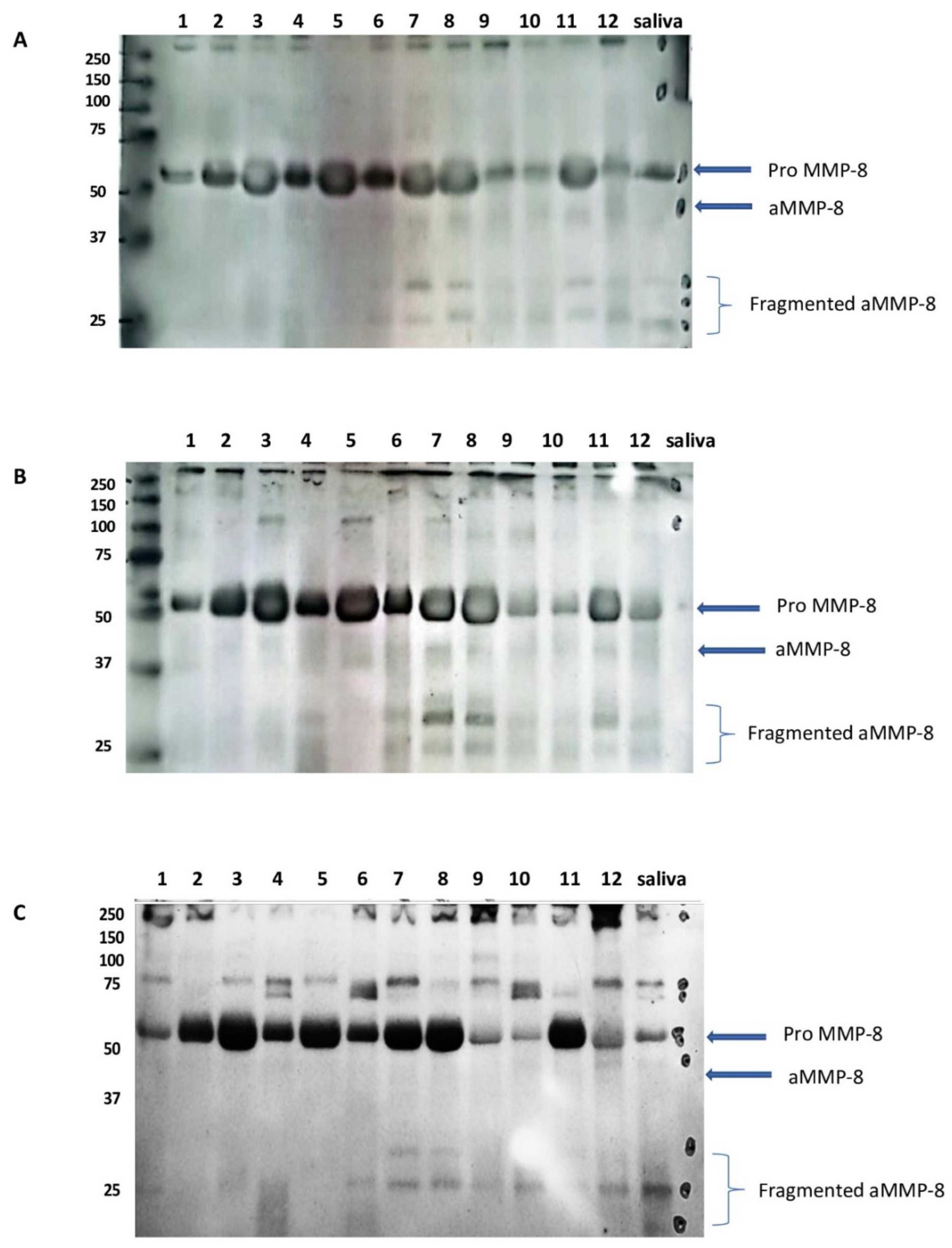 Ijms 26 09074 g001 Ijms 26 09074 g001