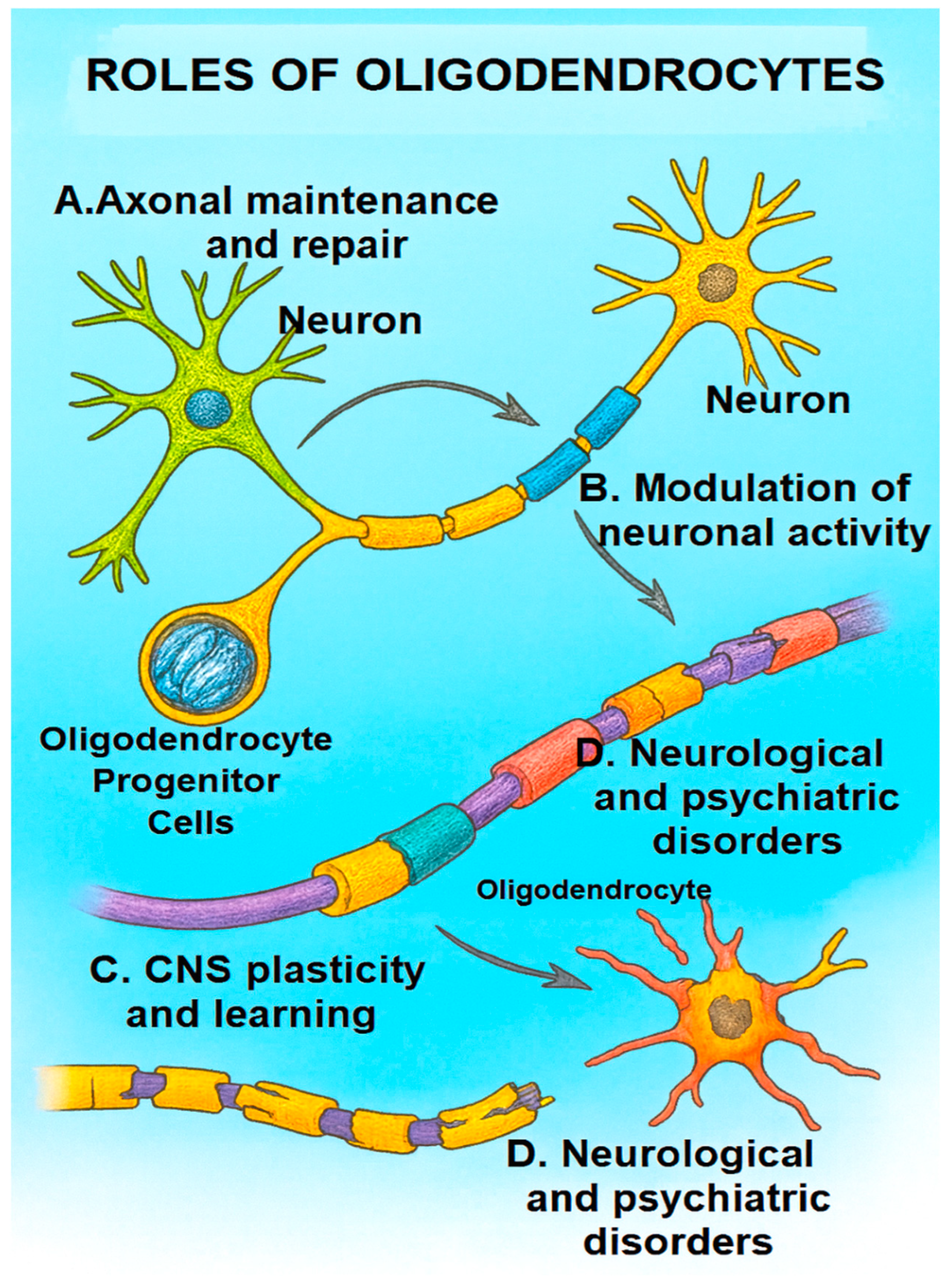 Ijms 26 09080 g003 Ijms 26 09080 g003
