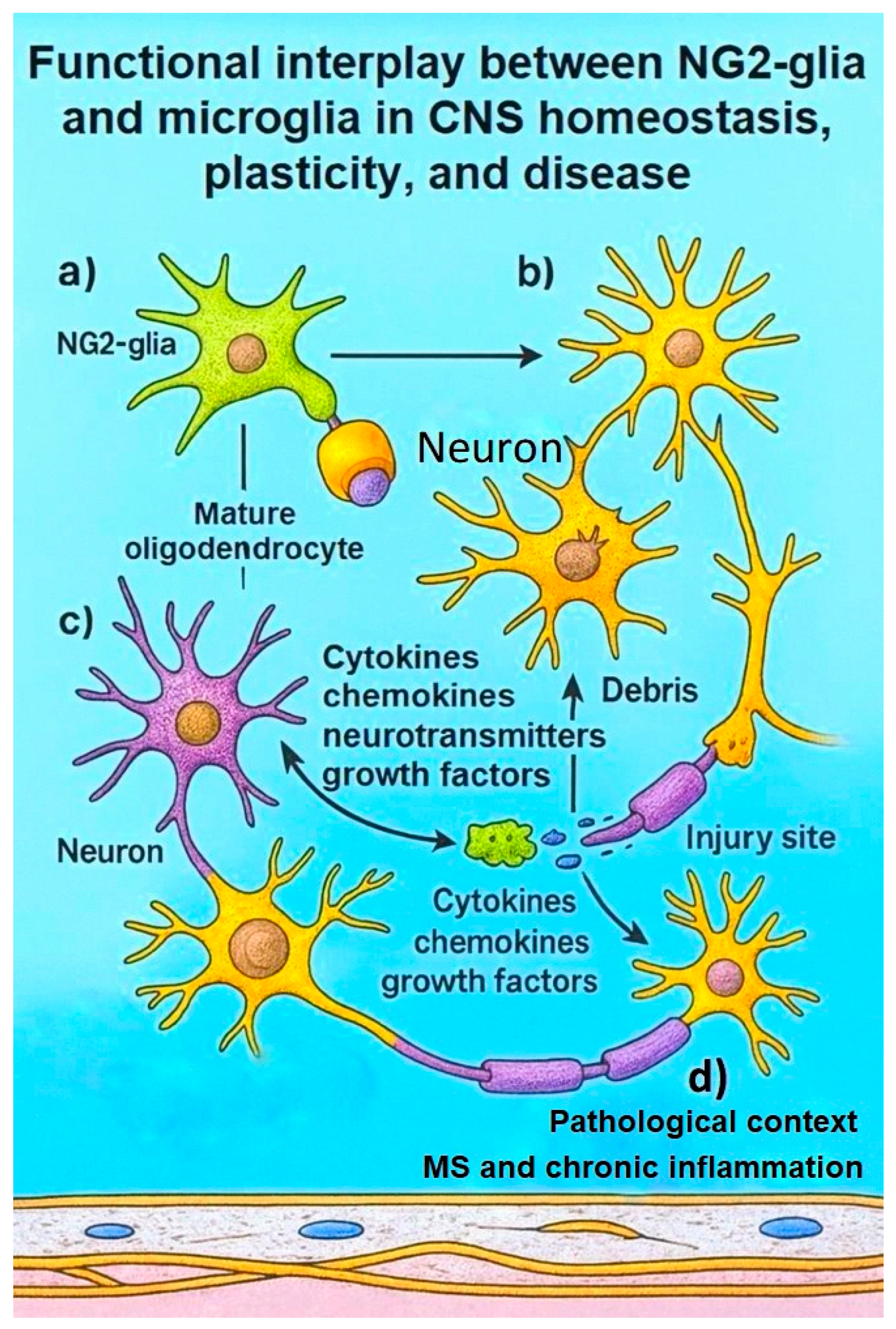Ijms 26 09080 g004 Ijms 26 09080 g004