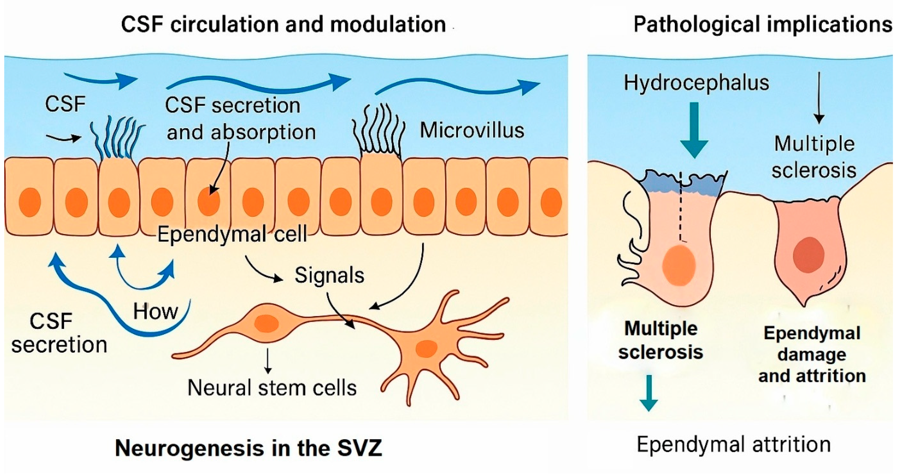 Ijms 26 09080 g006 Ijms 26 09080 g006