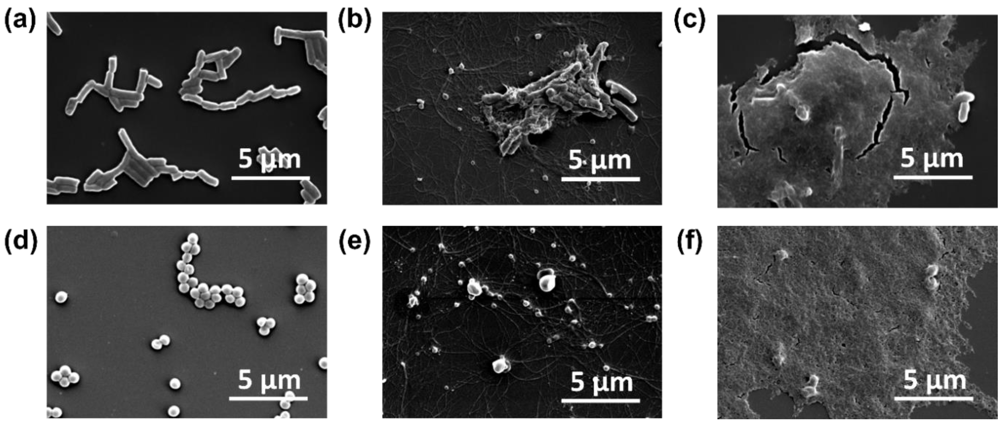 Ijms 26 09104 g005 Ijms 26 09104 g005