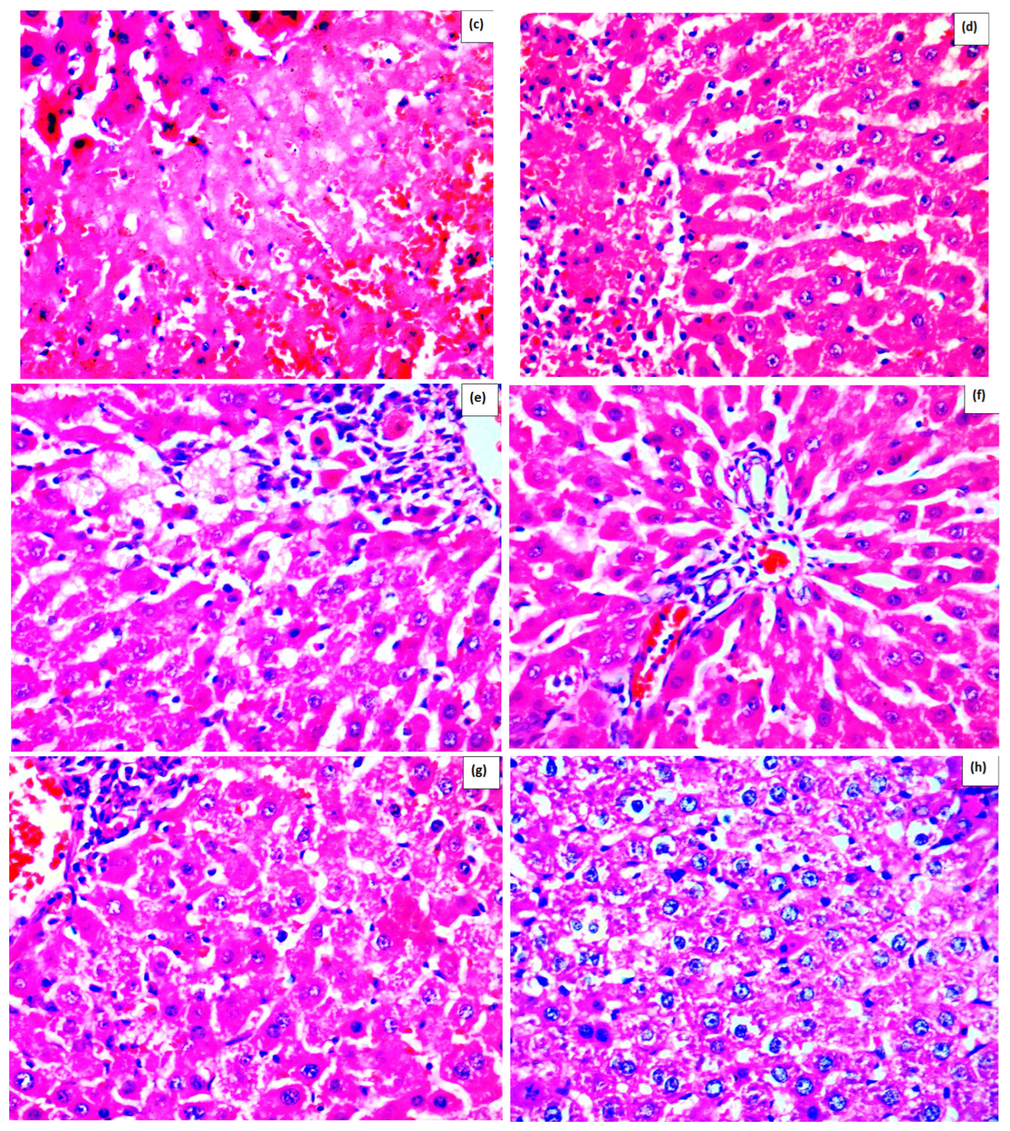 Ijms 26 09112 g001b Ijms 26 09112 g001b