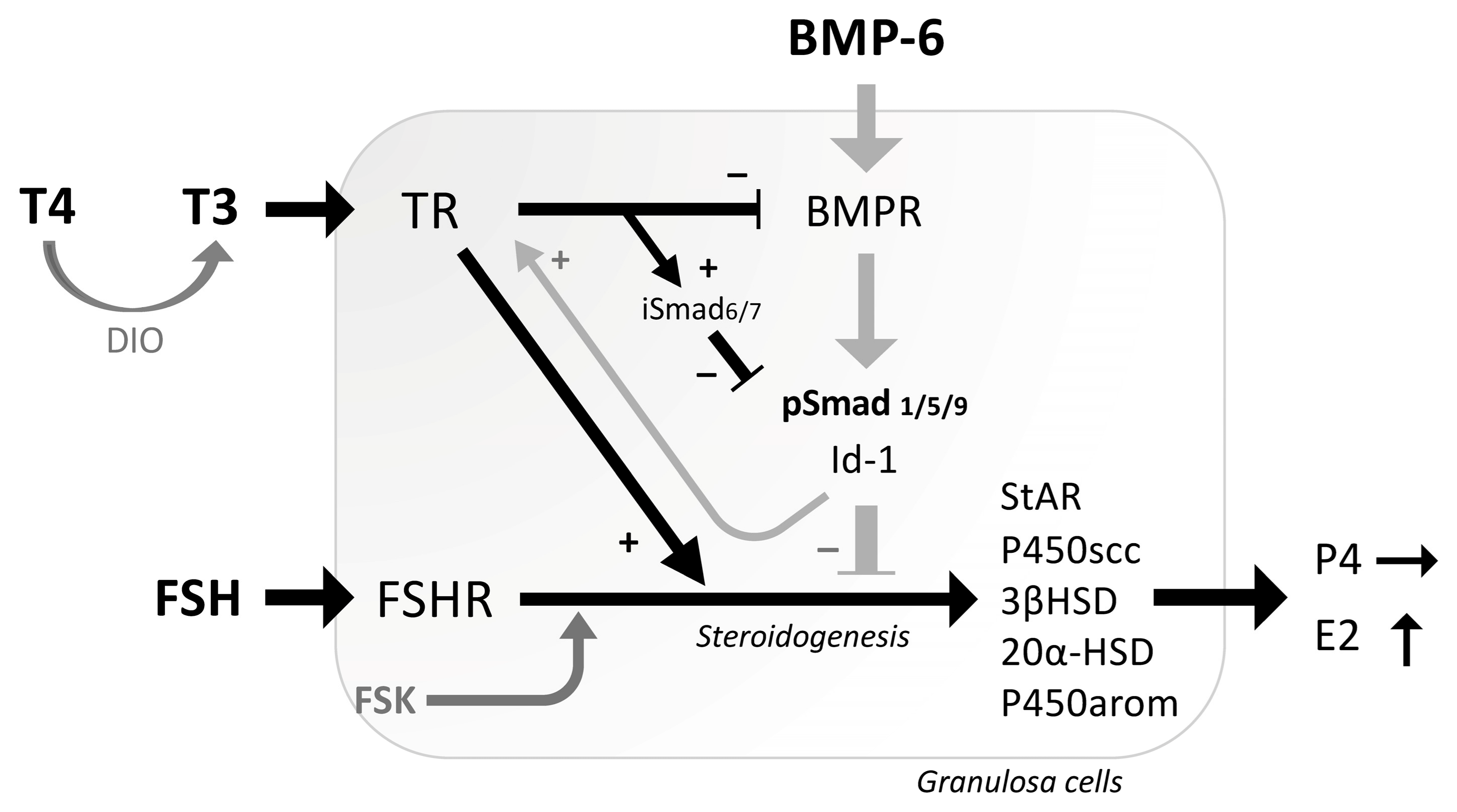 Ijms 26 09127 g005 Ijms 26 09127 g005