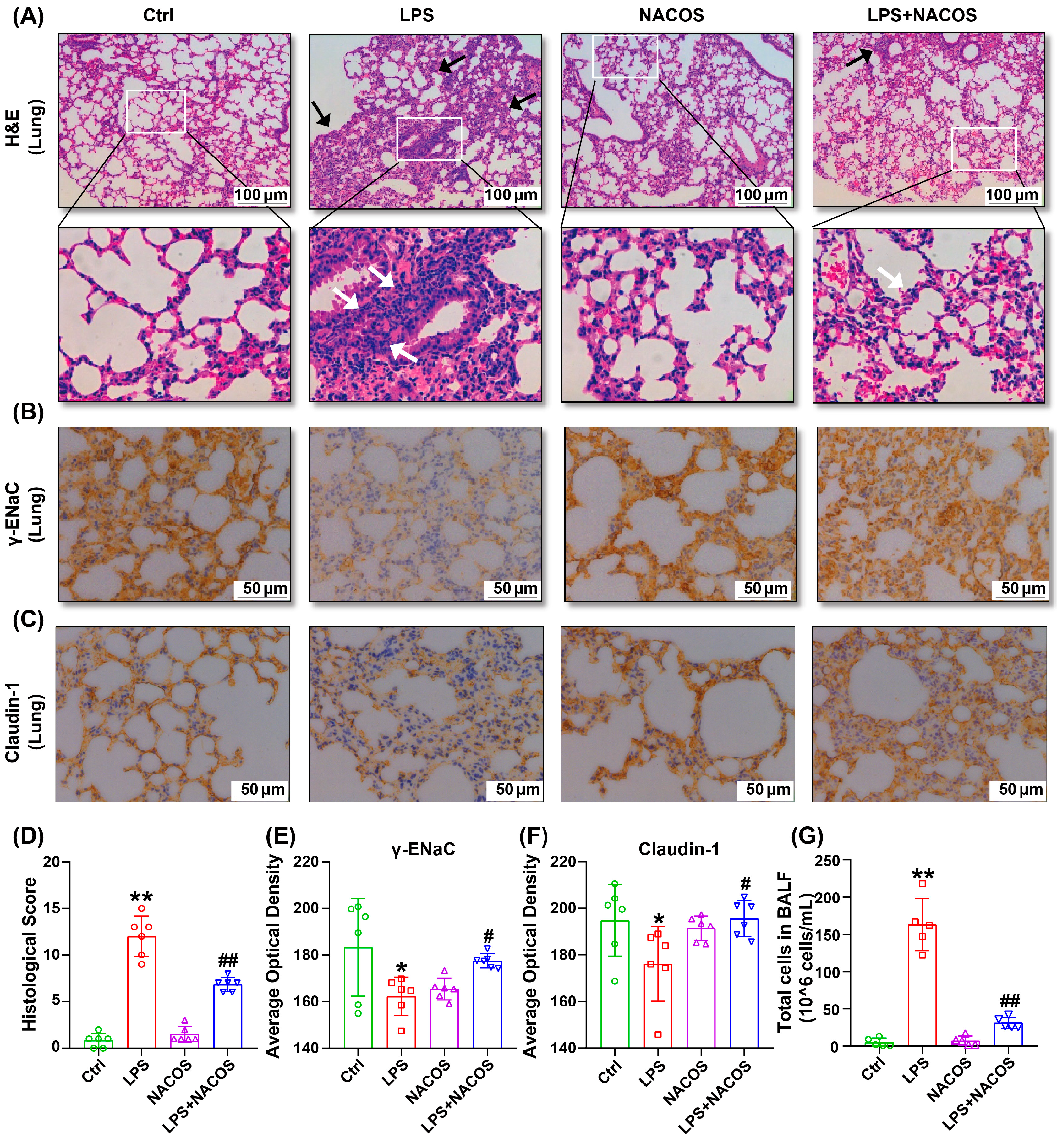 Ijms 26 09128 g001 Ijms 26 09128 g001