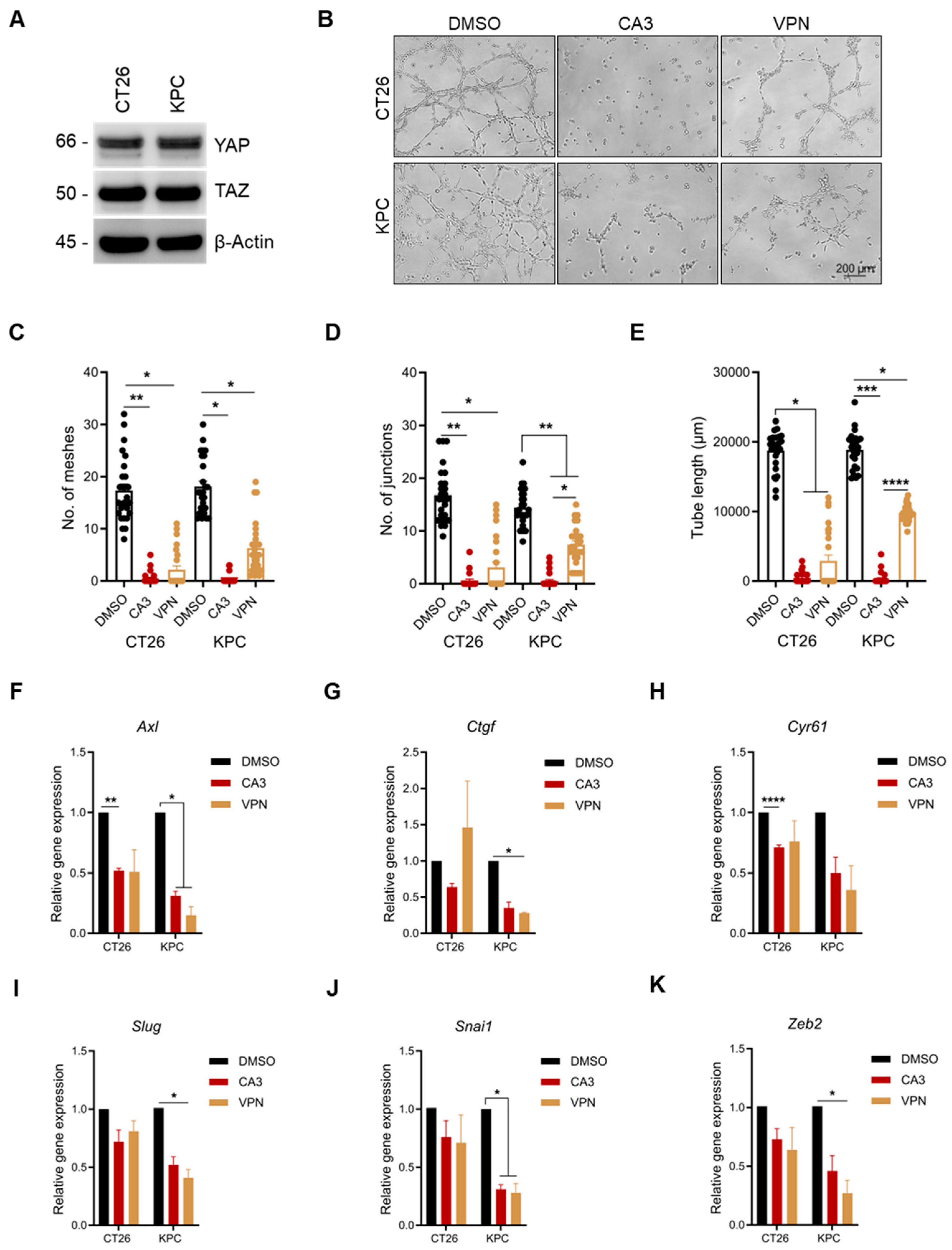 Ijms 26 09129 g003 Ijms 26 09129 g003