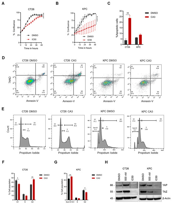 Murine Cell Line Models for Vascular Mimicry: The Role of