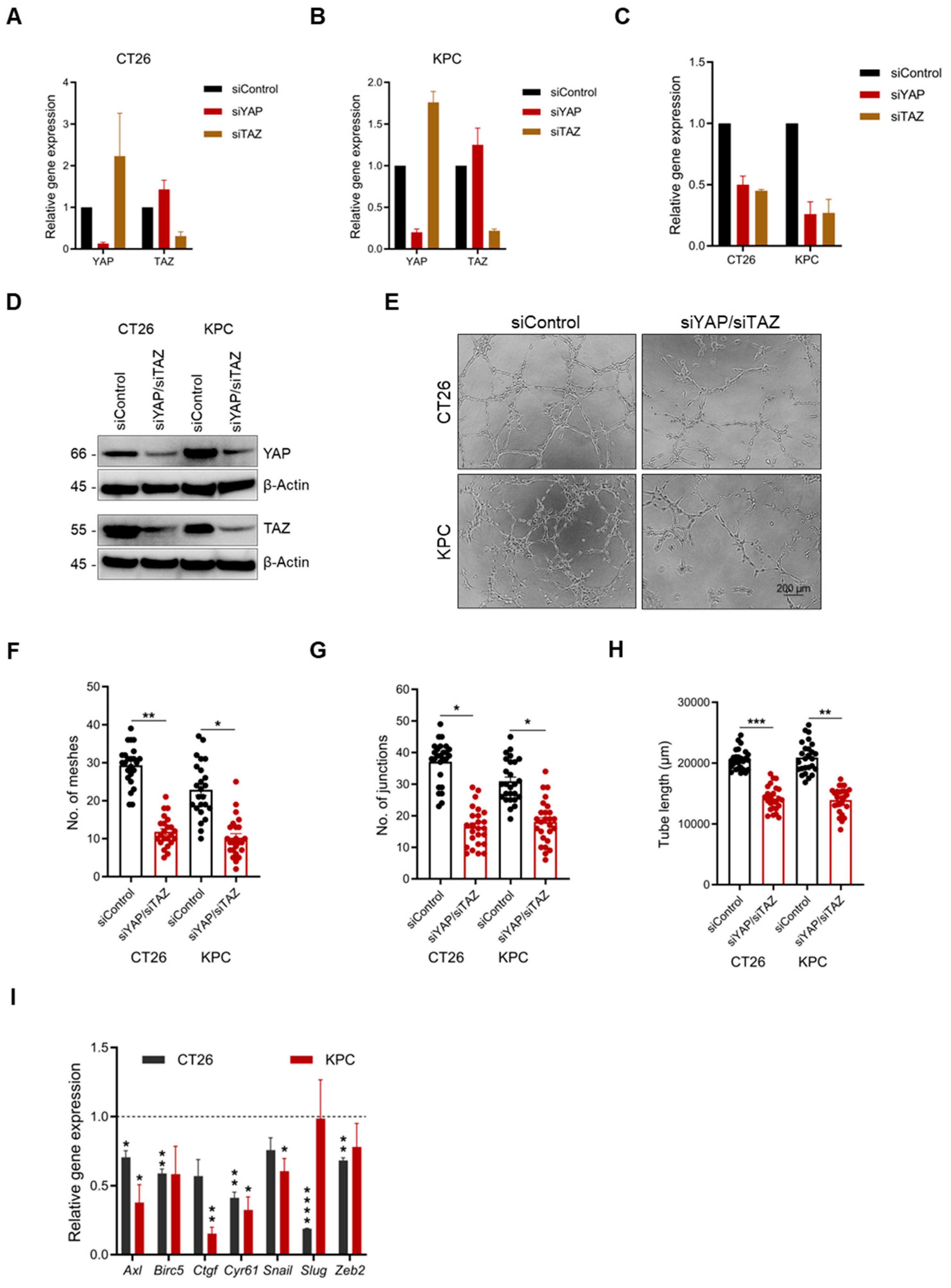 Ijms 26 09129 g005 Ijms 26 09129 g005