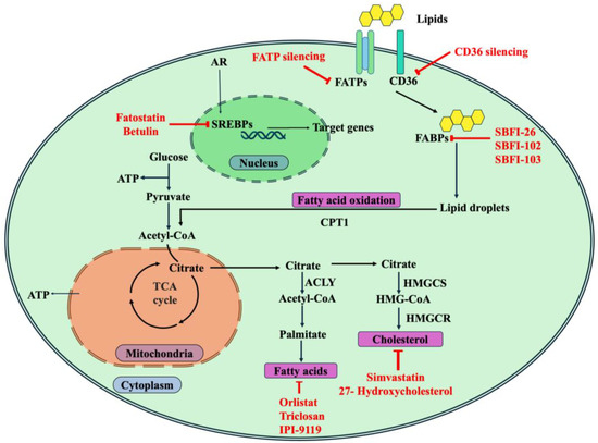 Reprogrammed Lipid Metabolism-Associated Therapeutic Vulnerabilities in  Prostate Cancer