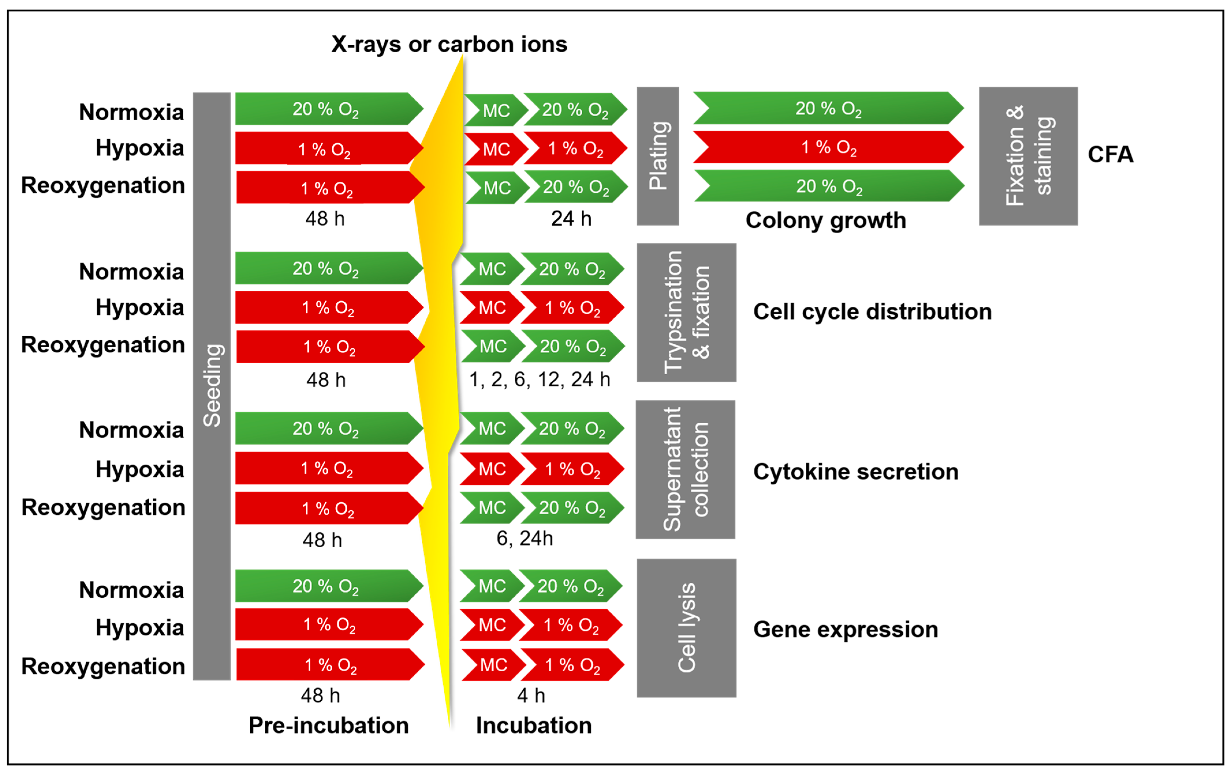 Ijms 26 09153 g010 Ijms 26 09153 g010