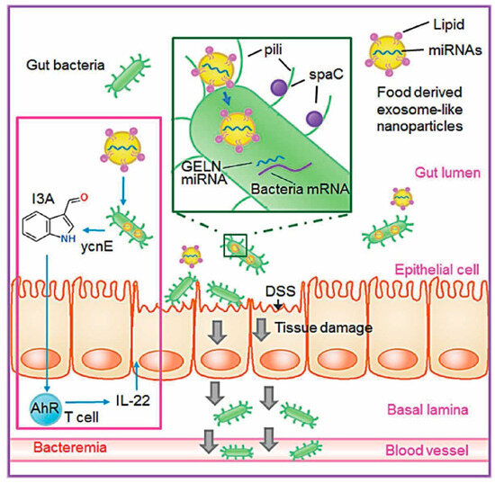 Exosome-like Nanoparticles Extracted from Plant Cells for Diabetes Therapy
