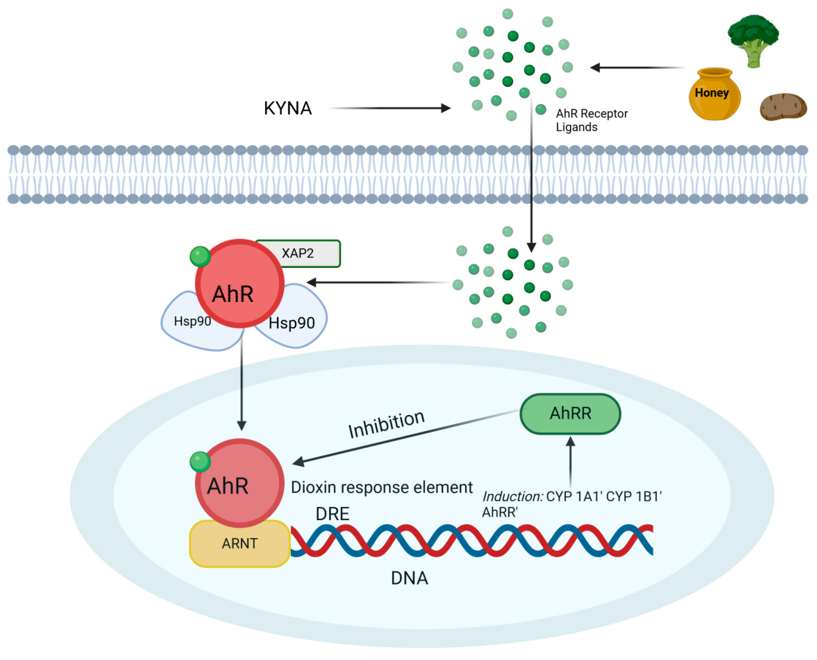 Ijms 26 09160 g001 Ijms 26 09160 g001