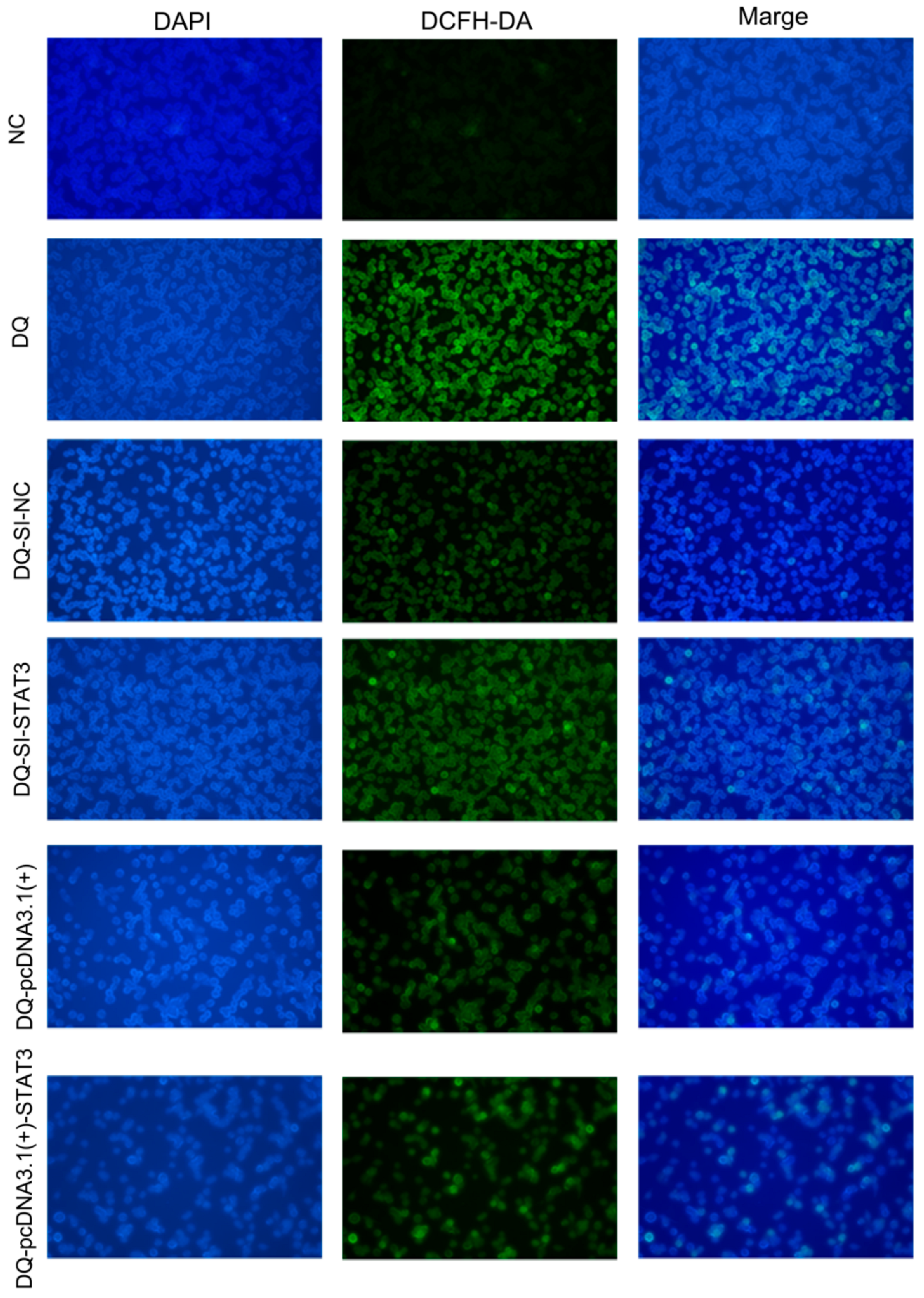 Ijms 26 09161 g006 Ijms 26 09161 g006