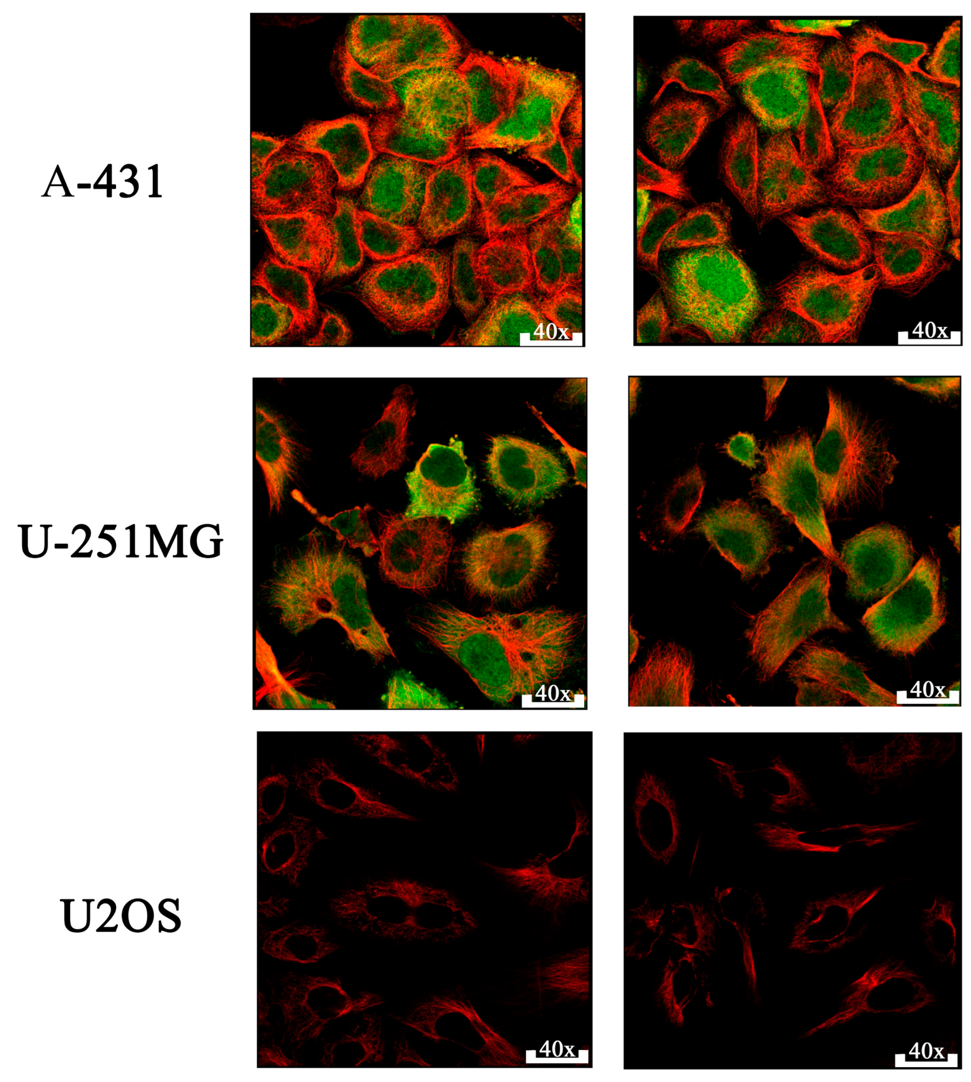 Ijms 26 09168 g005 Ijms 26 09168 g005