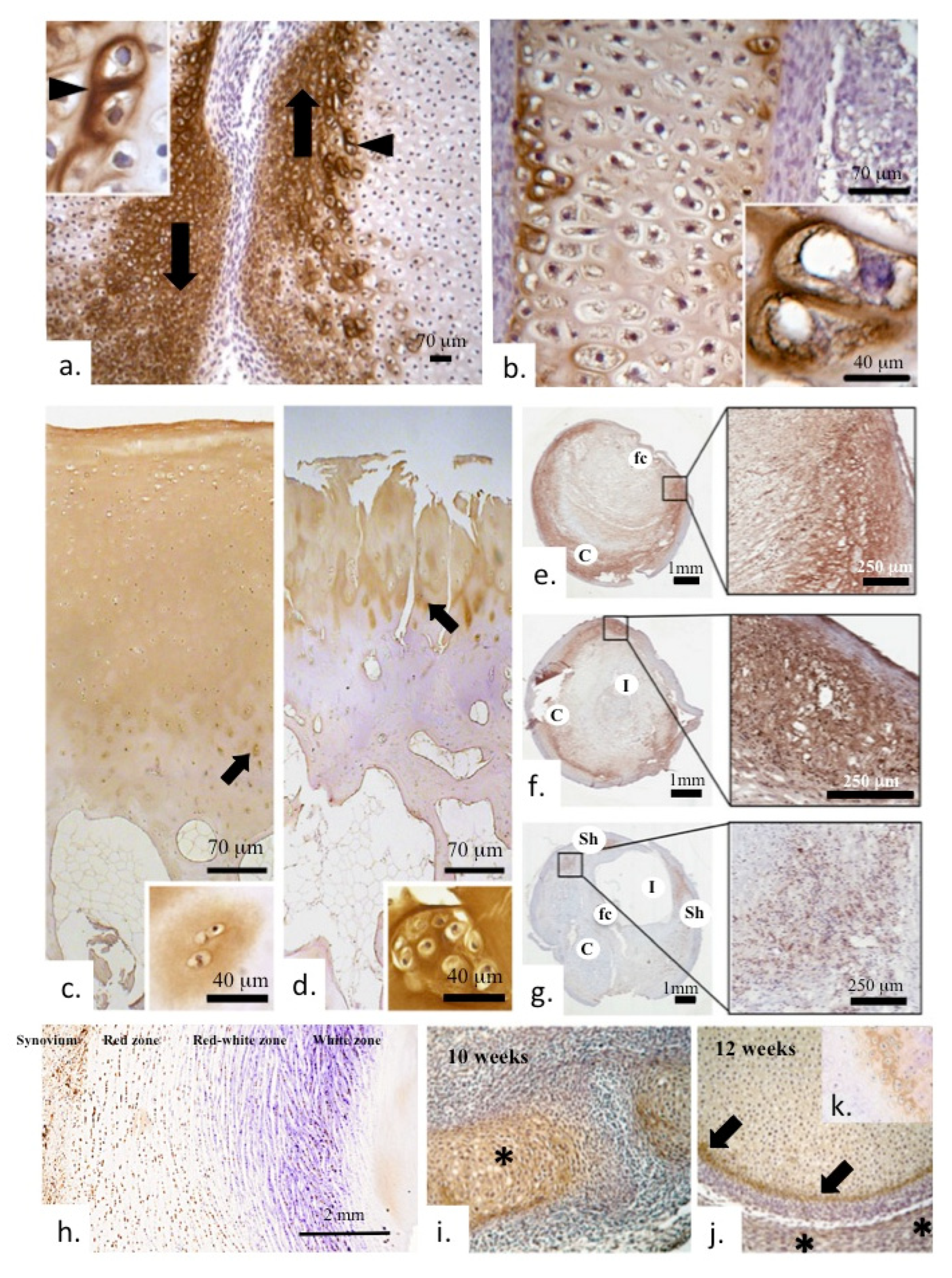 Ijms 26 09182 g002 Ijms 26 09182 g002