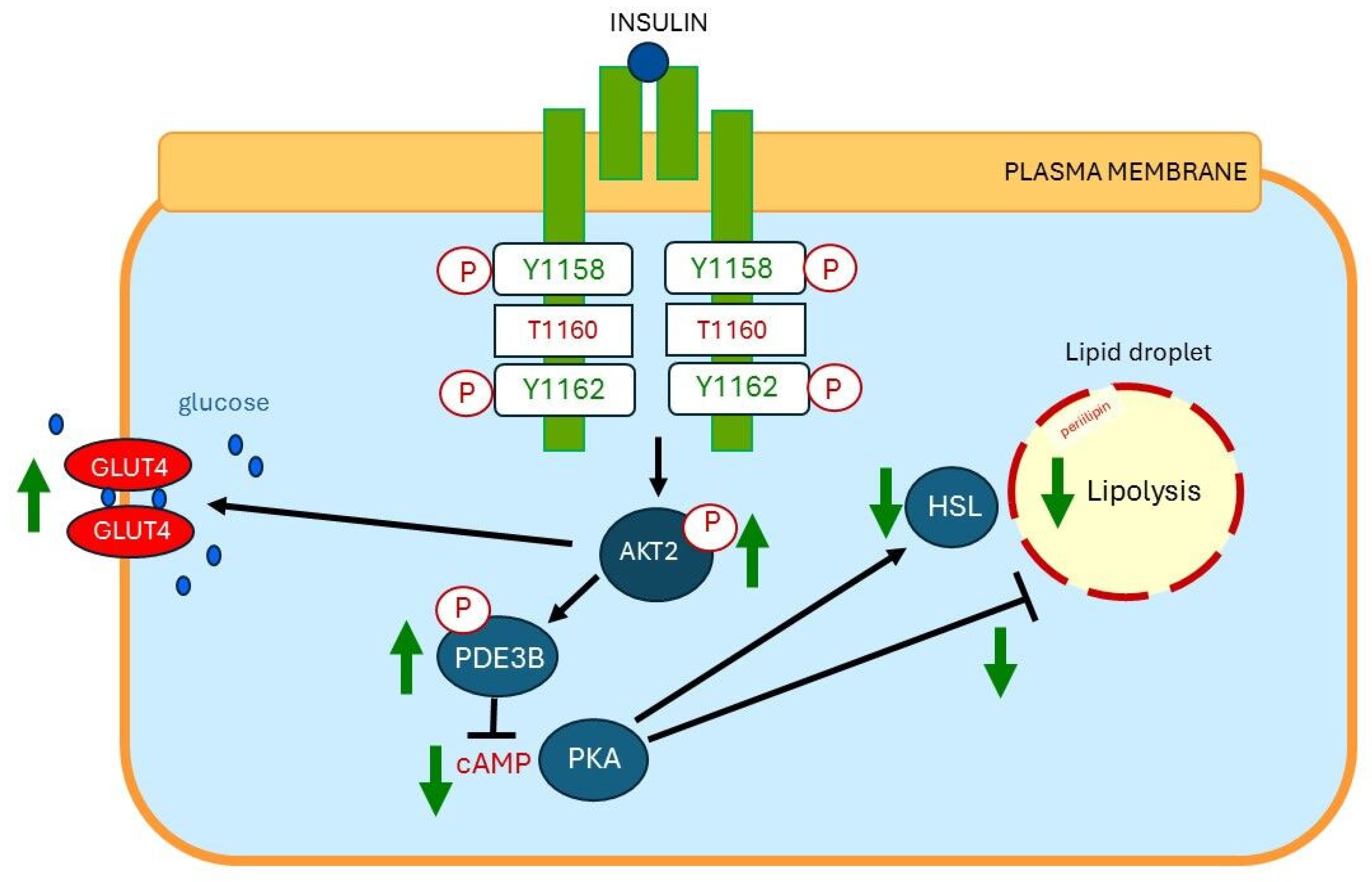 Ijms 26 09191 g006a Ijms 26 09191 g006a