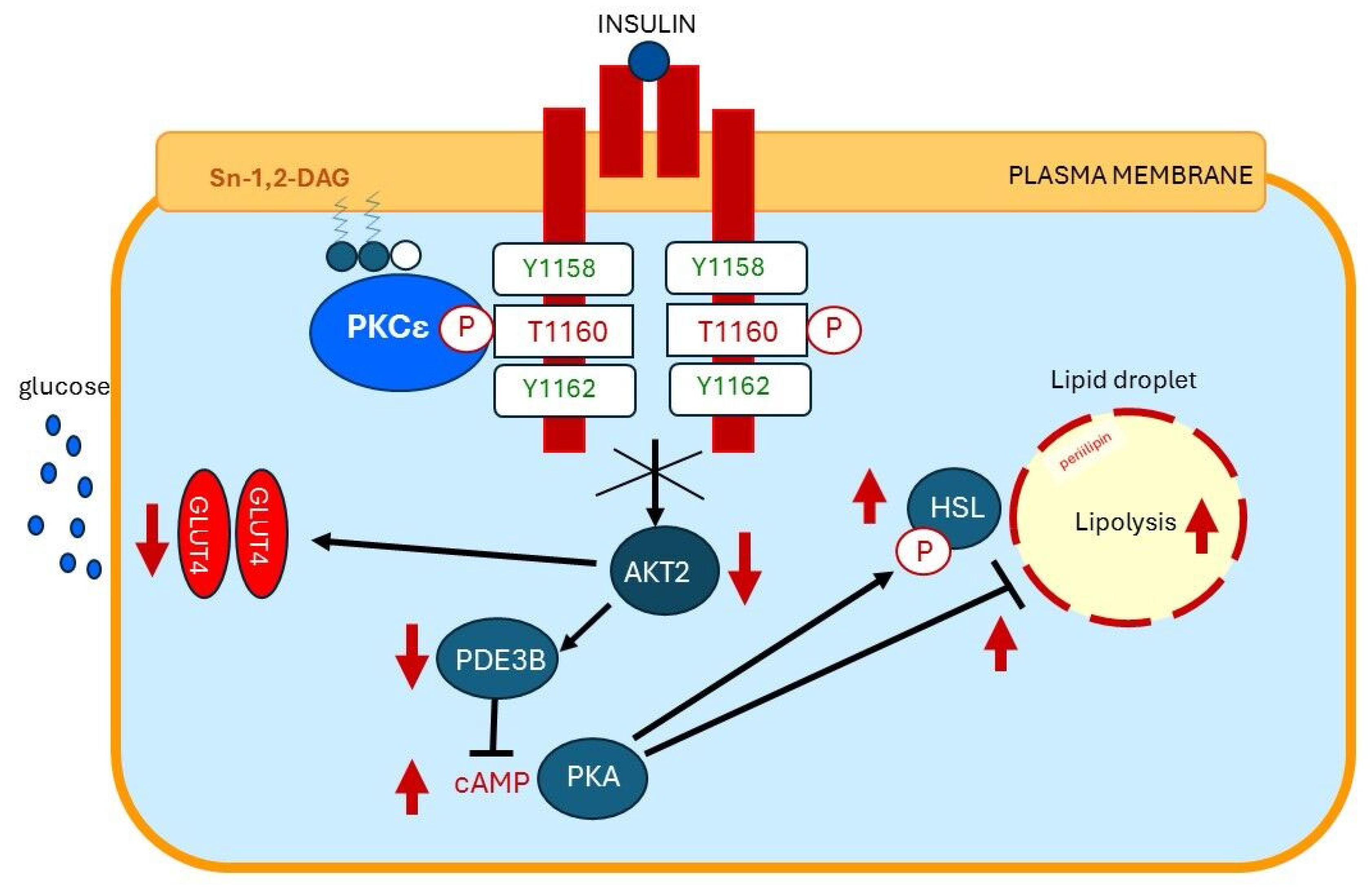 Ijms 26 09191 g006b Ijms 26 09191 g006b