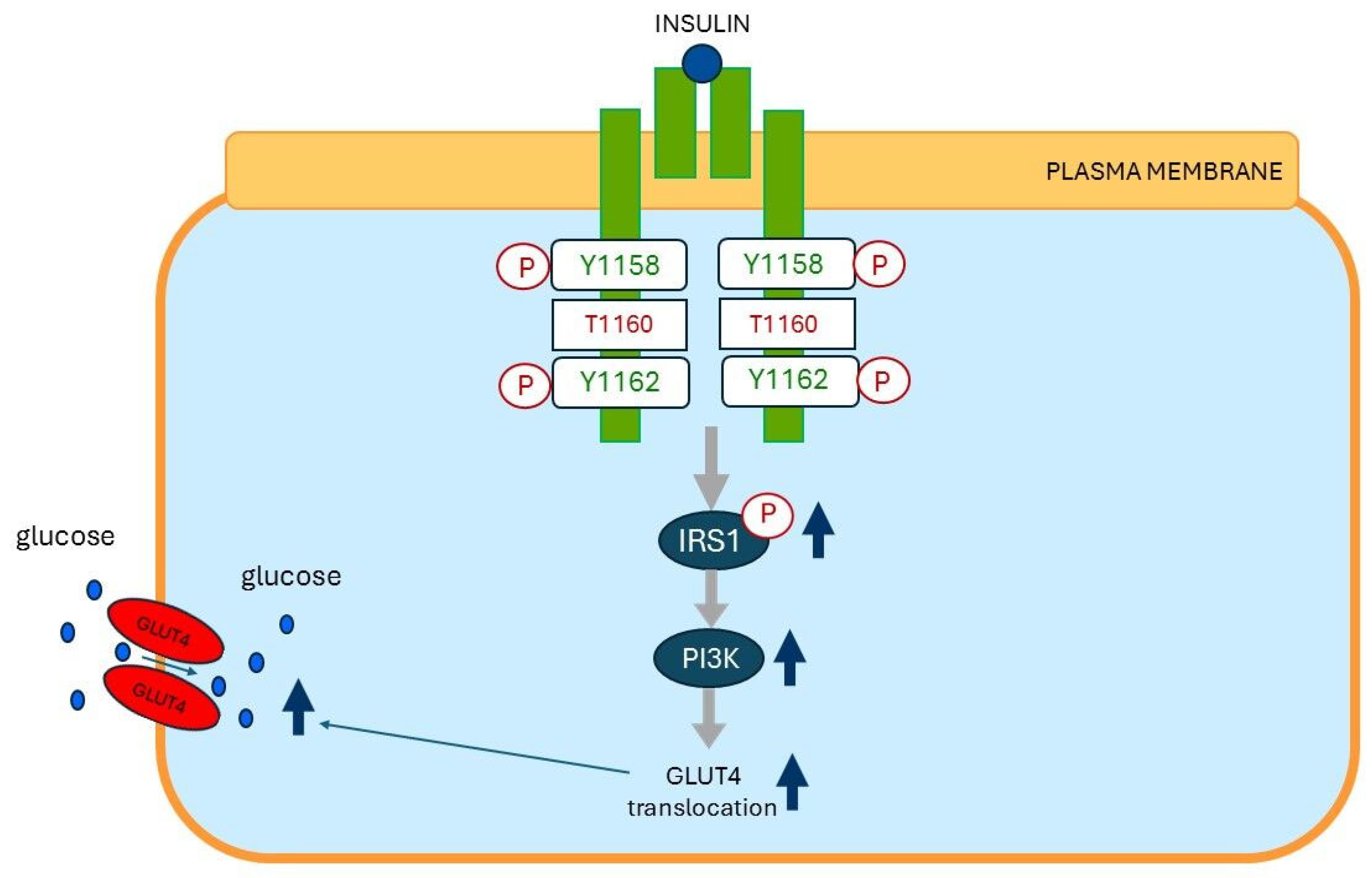 Ijms 26 09191 g007a Ijms 26 09191 g007a