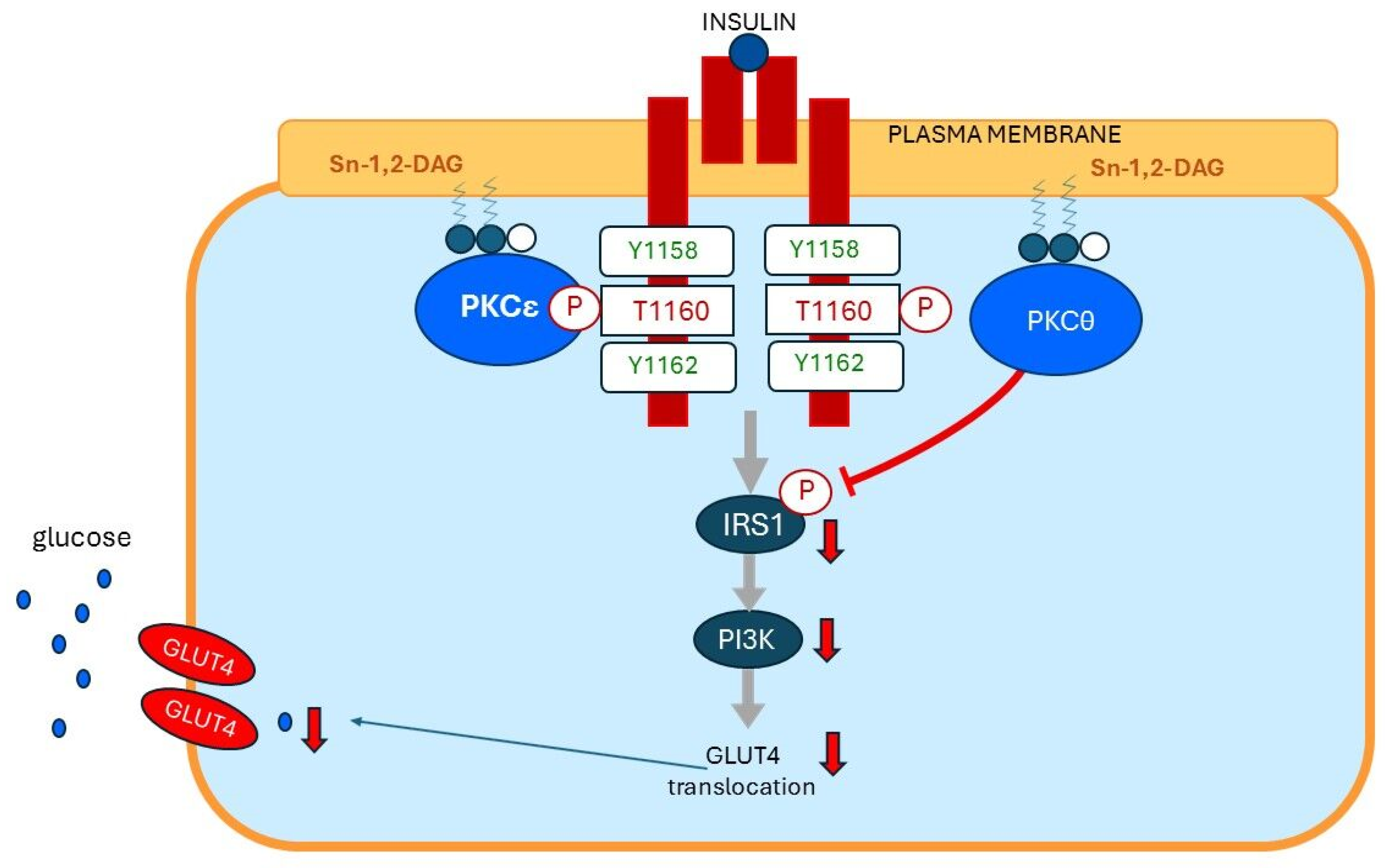 Ijms 26 09191 g007b Ijms 26 09191 g007b