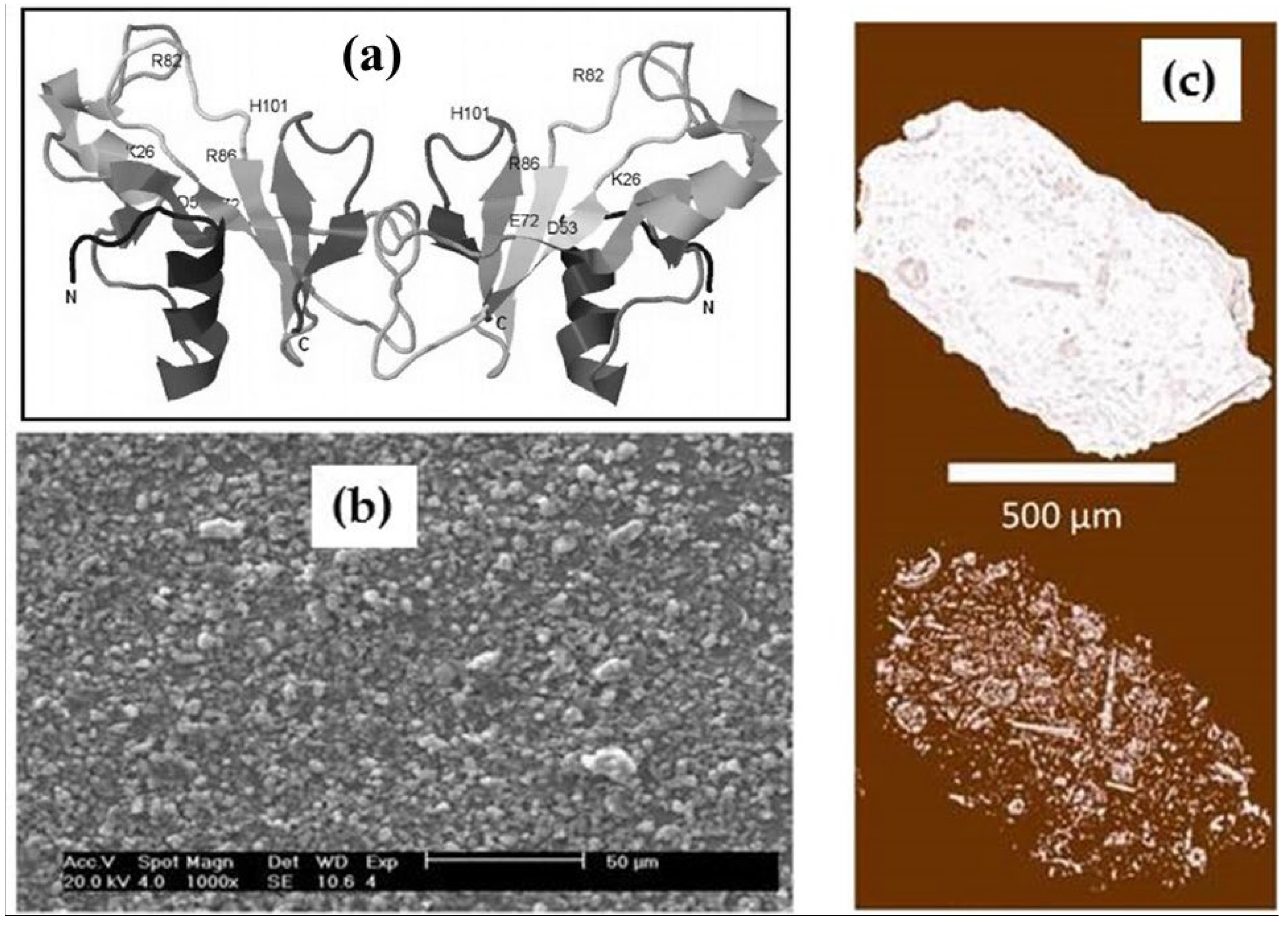 Ijms 26 09205 g002 Ijms 26 09205 g002