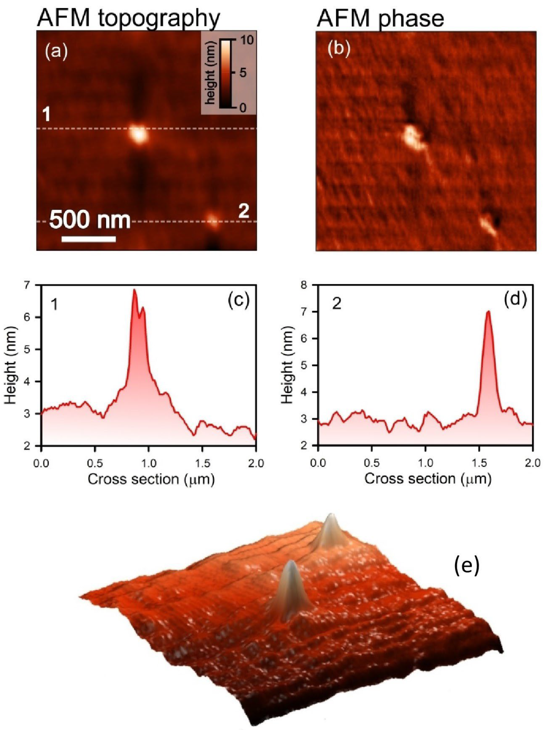 Ijms 26 09205 g003 Ijms 26 09205 g003